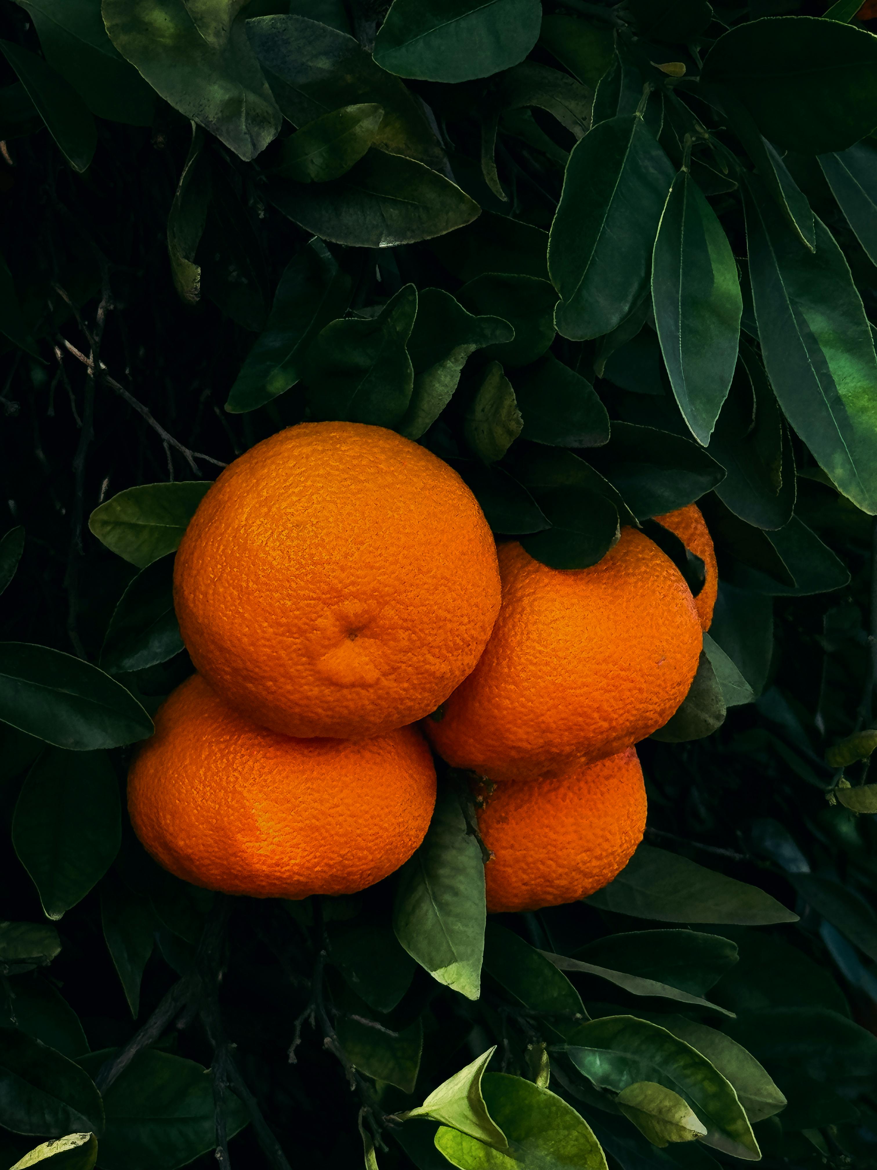 Ücretsiz İspanya'nın Valensiya şehrine bağlı Shativa'da, yemyeşil yapraklar arasında portakal ağaçları. Stok Fotoğraflar