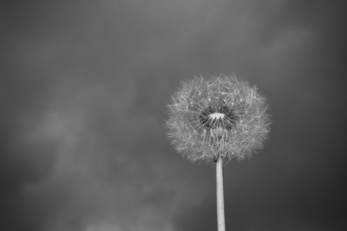 Free A dramatic black and white photo of a dandelion with a cloudy sky backdrop. Stock Photo