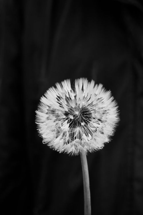 Free Black and white close-up of a dandelion seed head against a dark background. Stock Photo