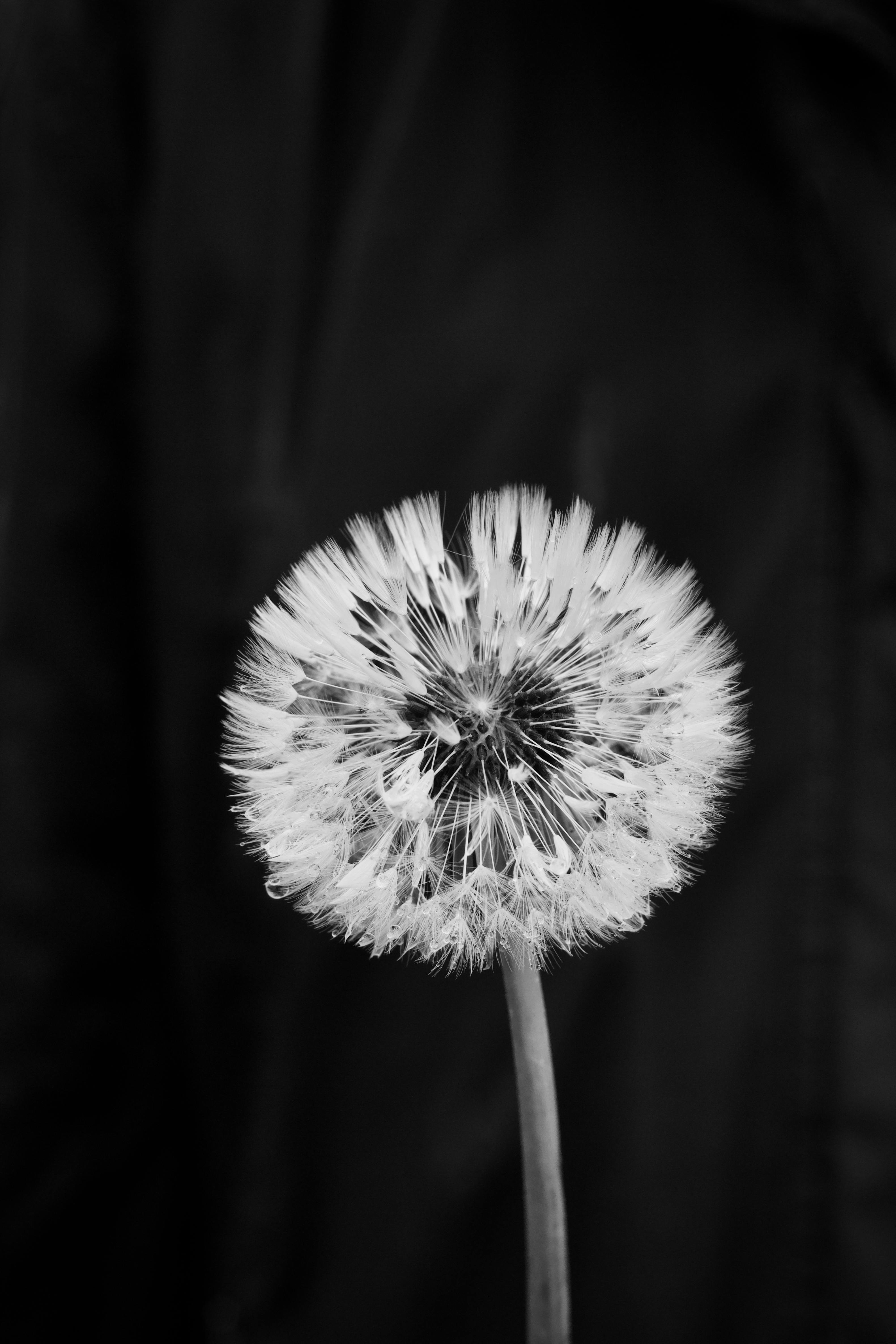 Gratis Primer plano en blanco y negro de una cabeza de semilla de diente de león sobre un fondo oscuro. Foto de stock