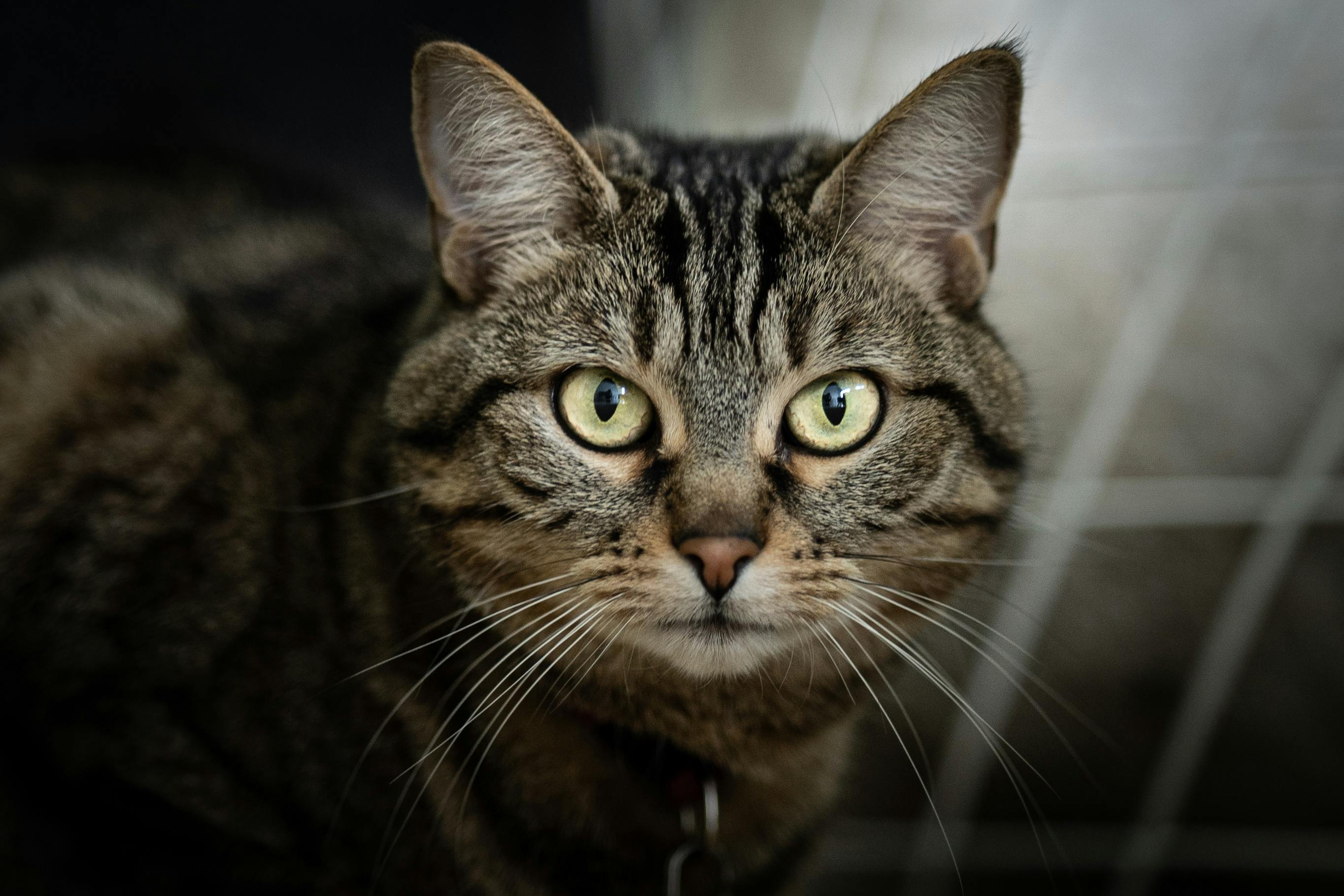 Hrană Premium pentru animalul tău