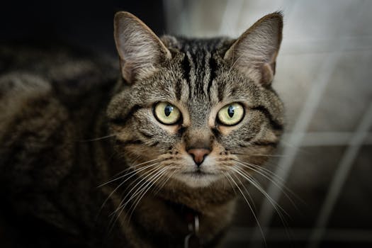Close-up portrait of a curious tabby cat with striking green eyes in Luxembourg.