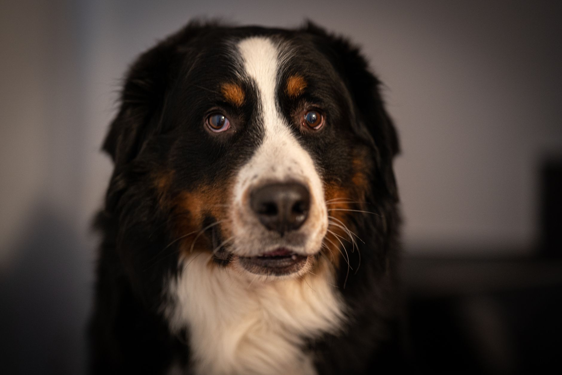 Illustration — Est-ce que ça coûte cher d'avoir un chien ?