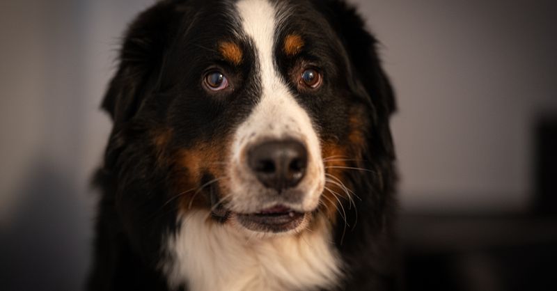 Chien Boit Beaucoup : Causes et Solutions