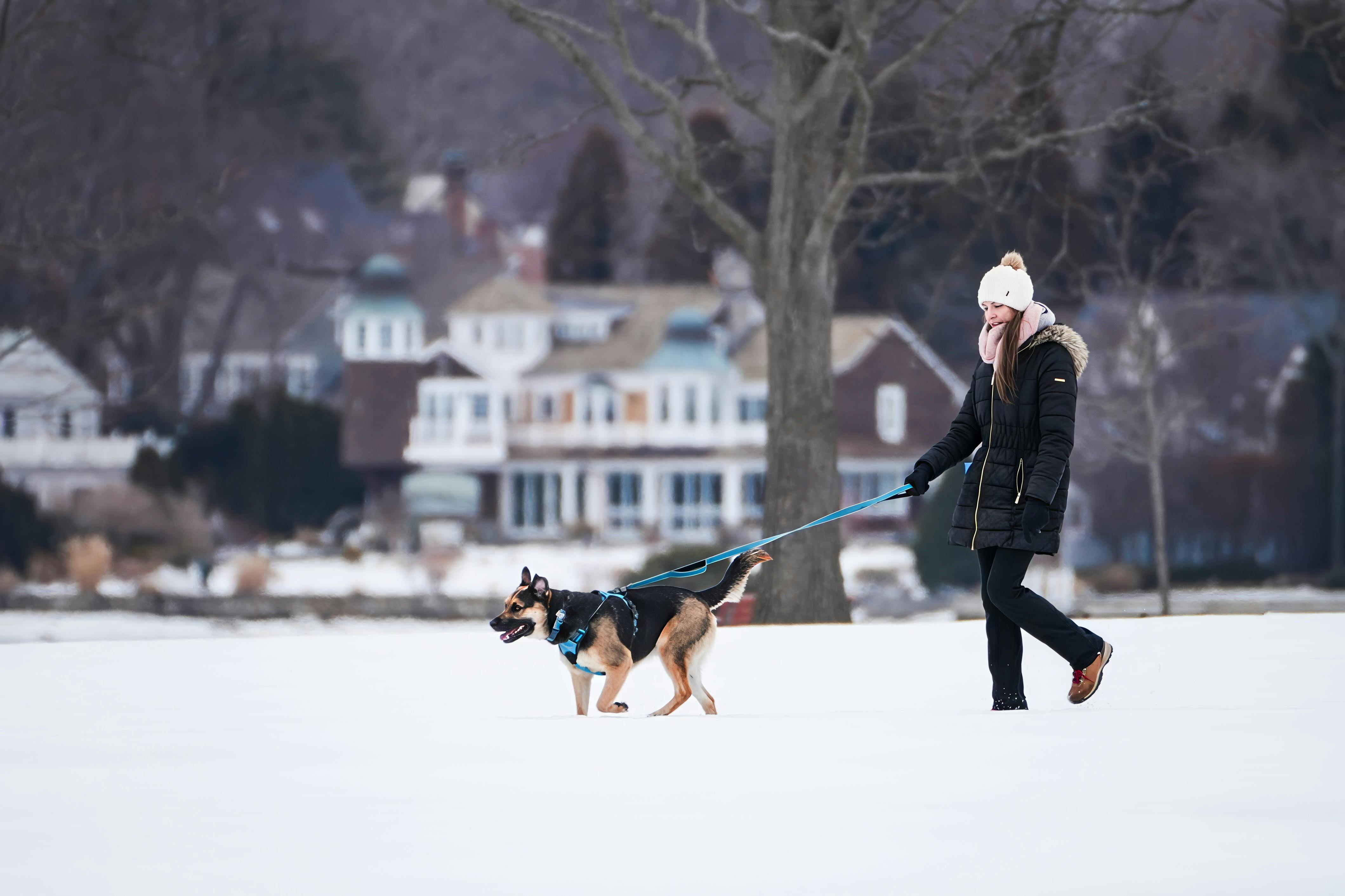 Pet Expert Kristen Levine Offers Pet Health, Safety and Wellness Tips for National Pet Month on TipsOnTV — Photo by Cara Deni