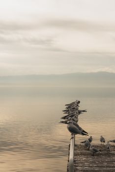 A peaceful scene of seagulls resting on a wooden dock over a calm lake under an overcast sky.