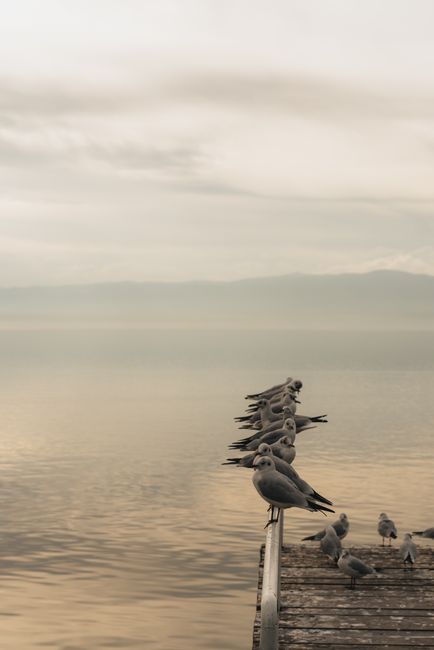 A peaceful scene of seagulls resting on a wooden dock over a calm lake under an overcast sky.