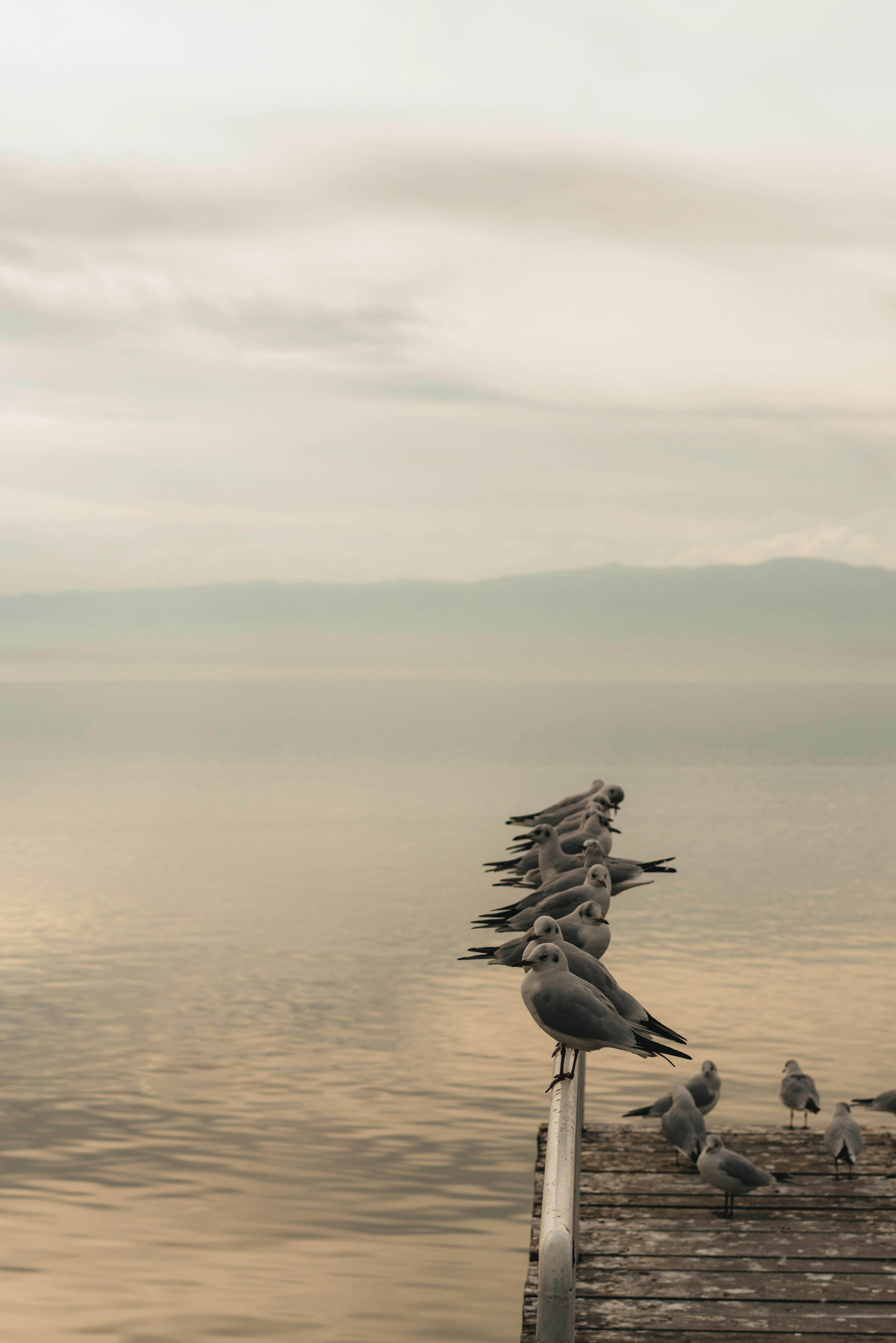 Zadarmo Pokojná scéna čajok odpočívajúcich na drevenom móle nad pokojným jazerom pod zamračenou oblohou. Fotka z fotobanky
