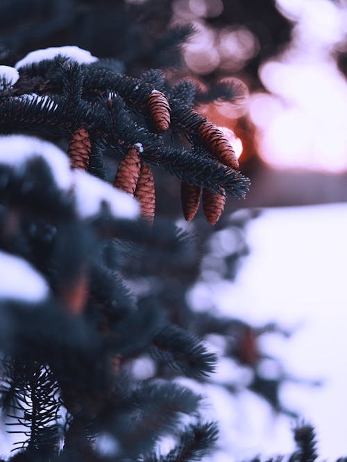 คลังภาพถ่ายฟรี ของ ความชัดลึก, ต้นสนเฟอร์, ฤดูหนาว