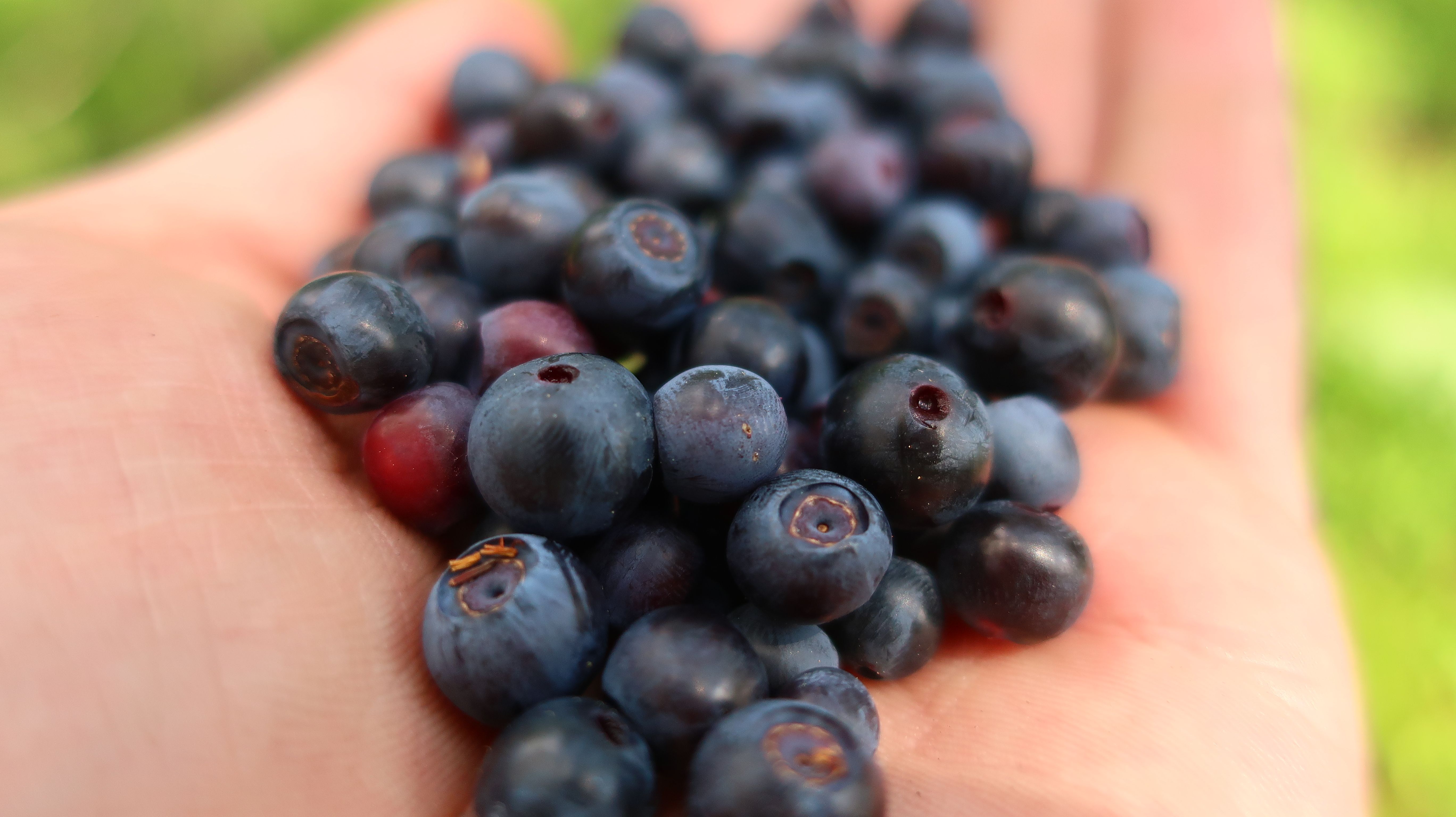 Close-up of freshly picked blueberries held in an open palm against a green background.