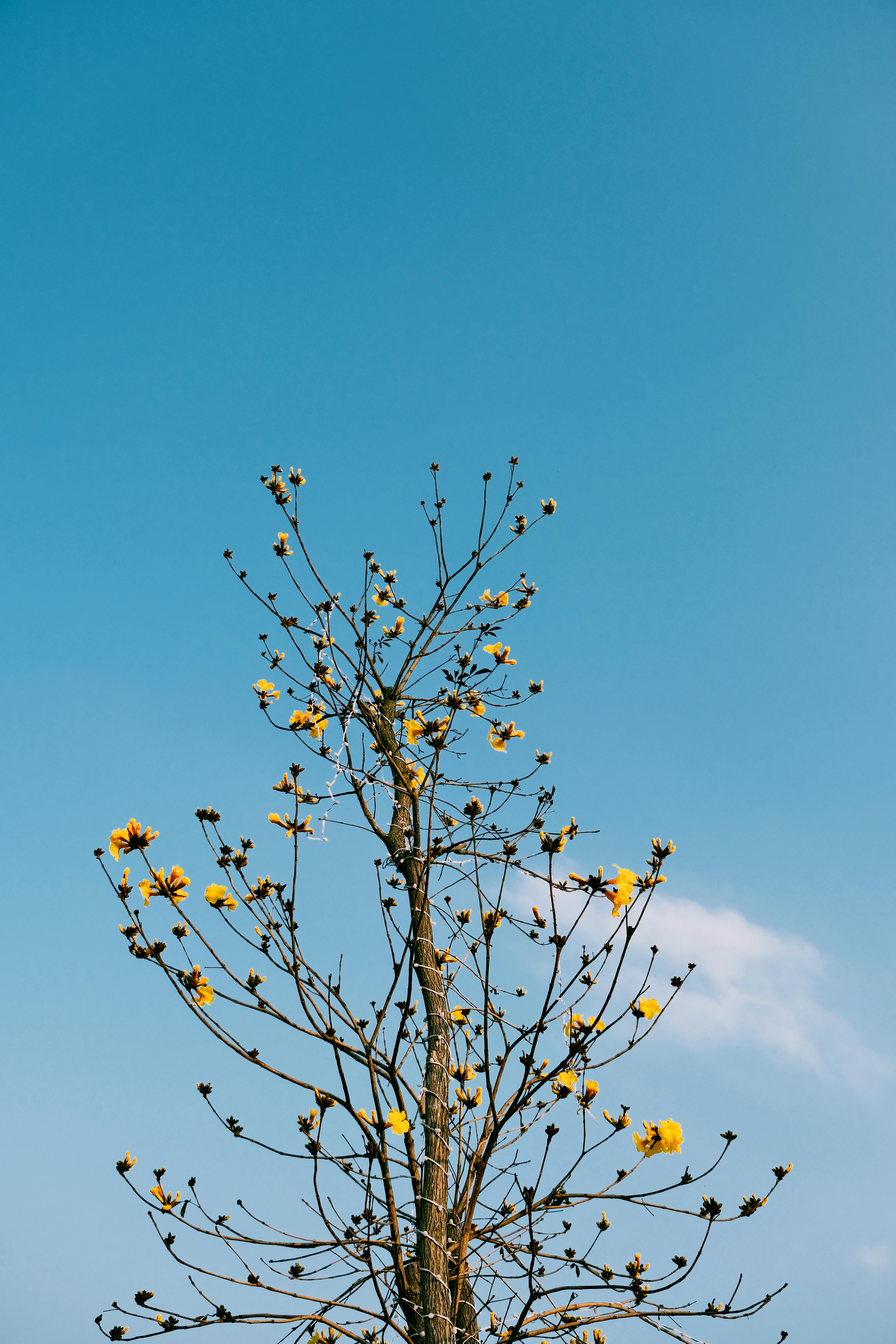 Kostenlos Ein blühender Baum mit gelben Blüten hebt sich deutlich vom klaren blauen Himmel ab. Stock-Foto