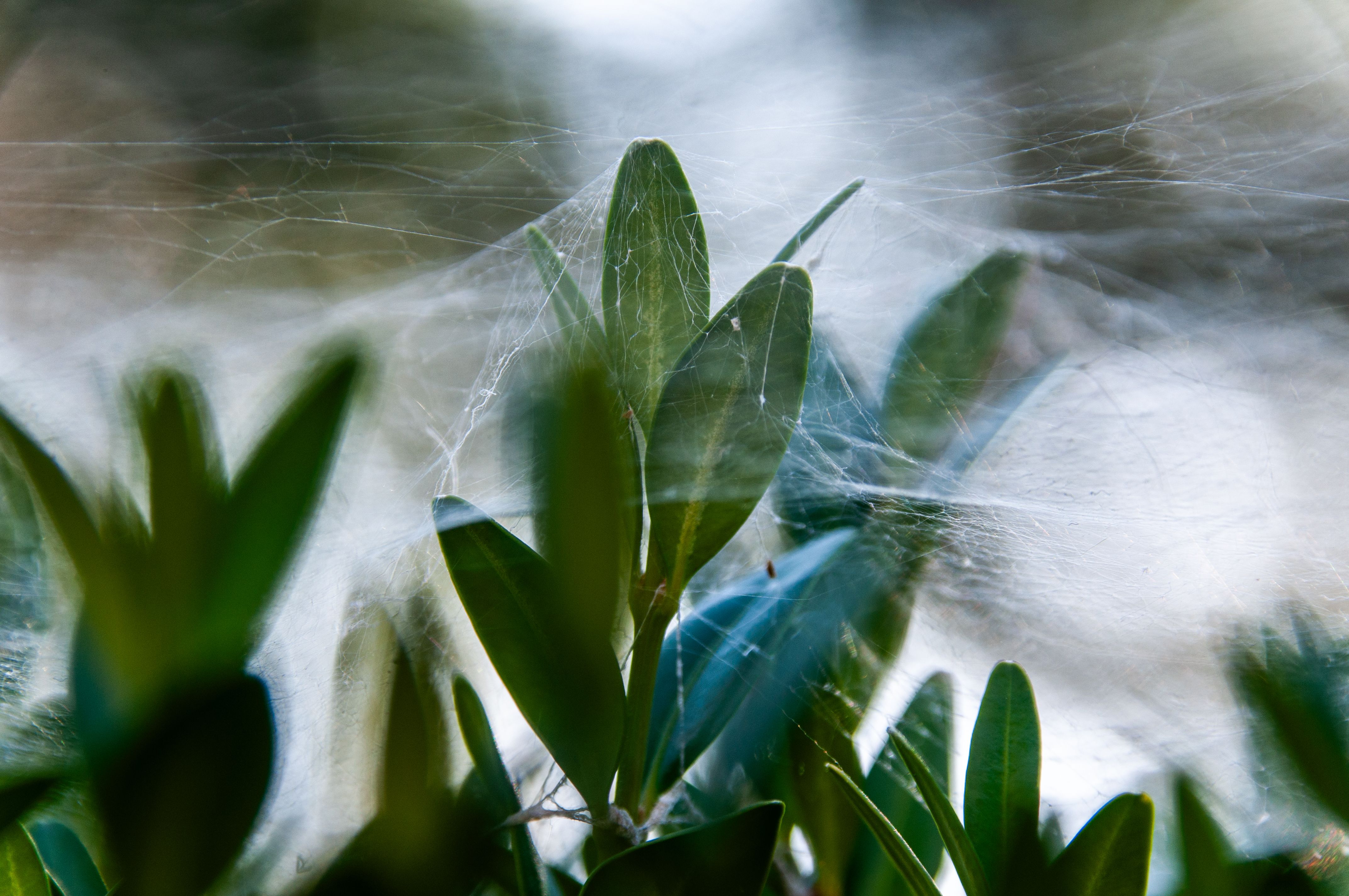 web scraping without getting blocked