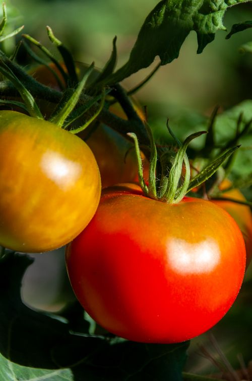Free Close-up of ripe red and orange tomatoes on the vine in a garden setting. Stock Photo