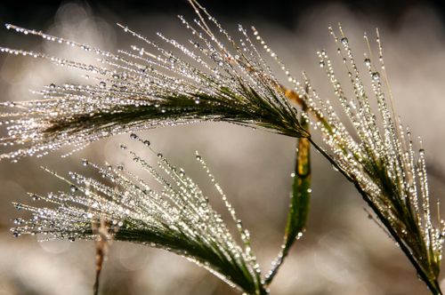 Free Close-up of dew-covered grass blades shimmering in the morning light, creating a sparkling natural texture. Stock Photo