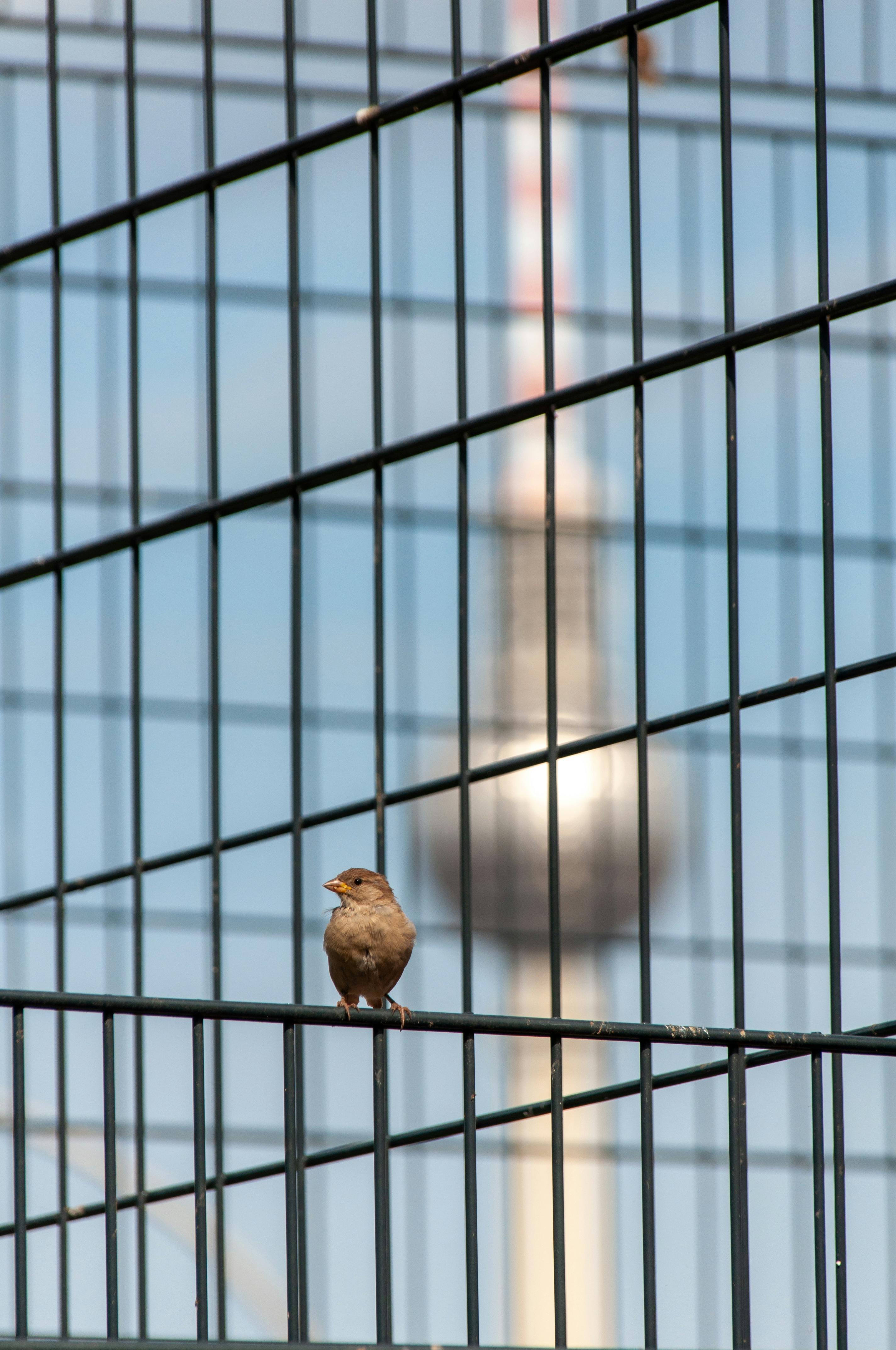 Gratis Spurv sitter på et metallgjerde med Berlins TV-tårn uskarpt i bakgrunnen. Arkivbilde
