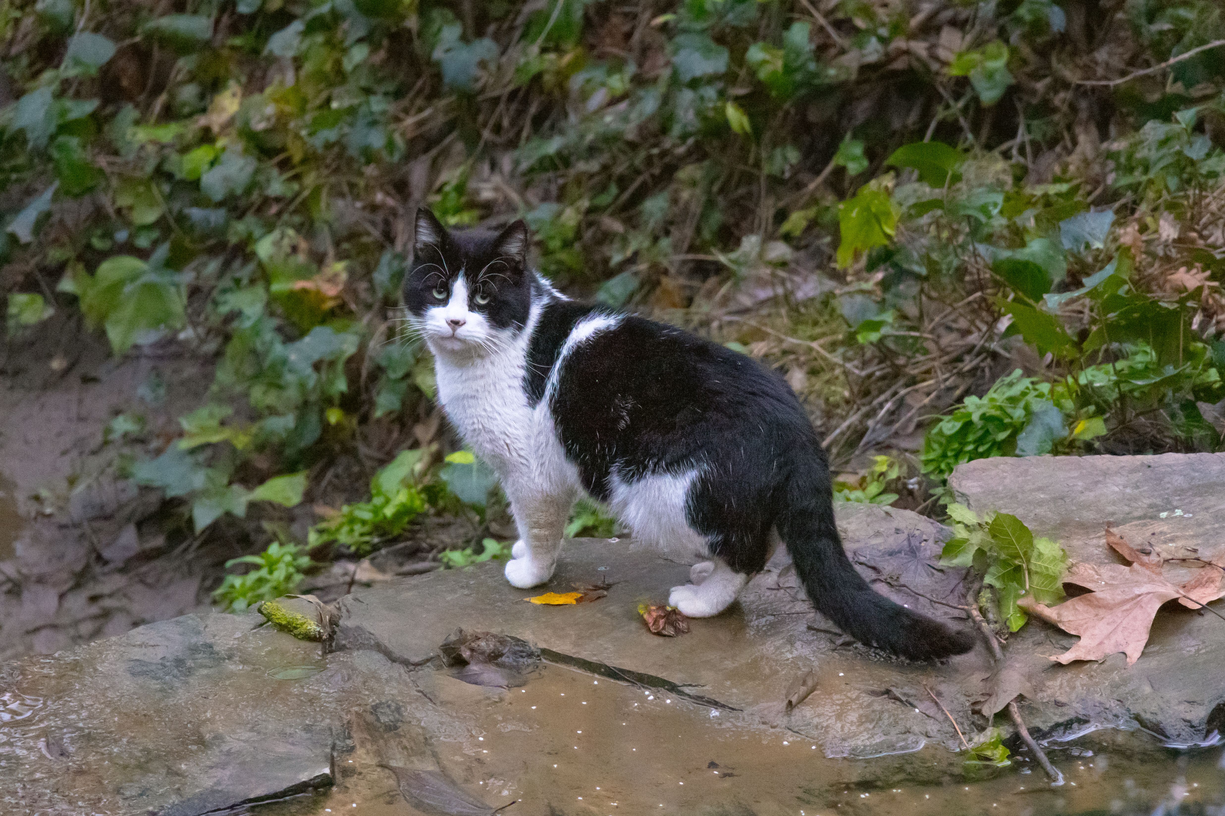 Black and White Cat in İstanbul Garden · Free Stock Photo