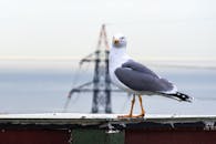 Seagull Perched Near Bosphorus in Istanbul