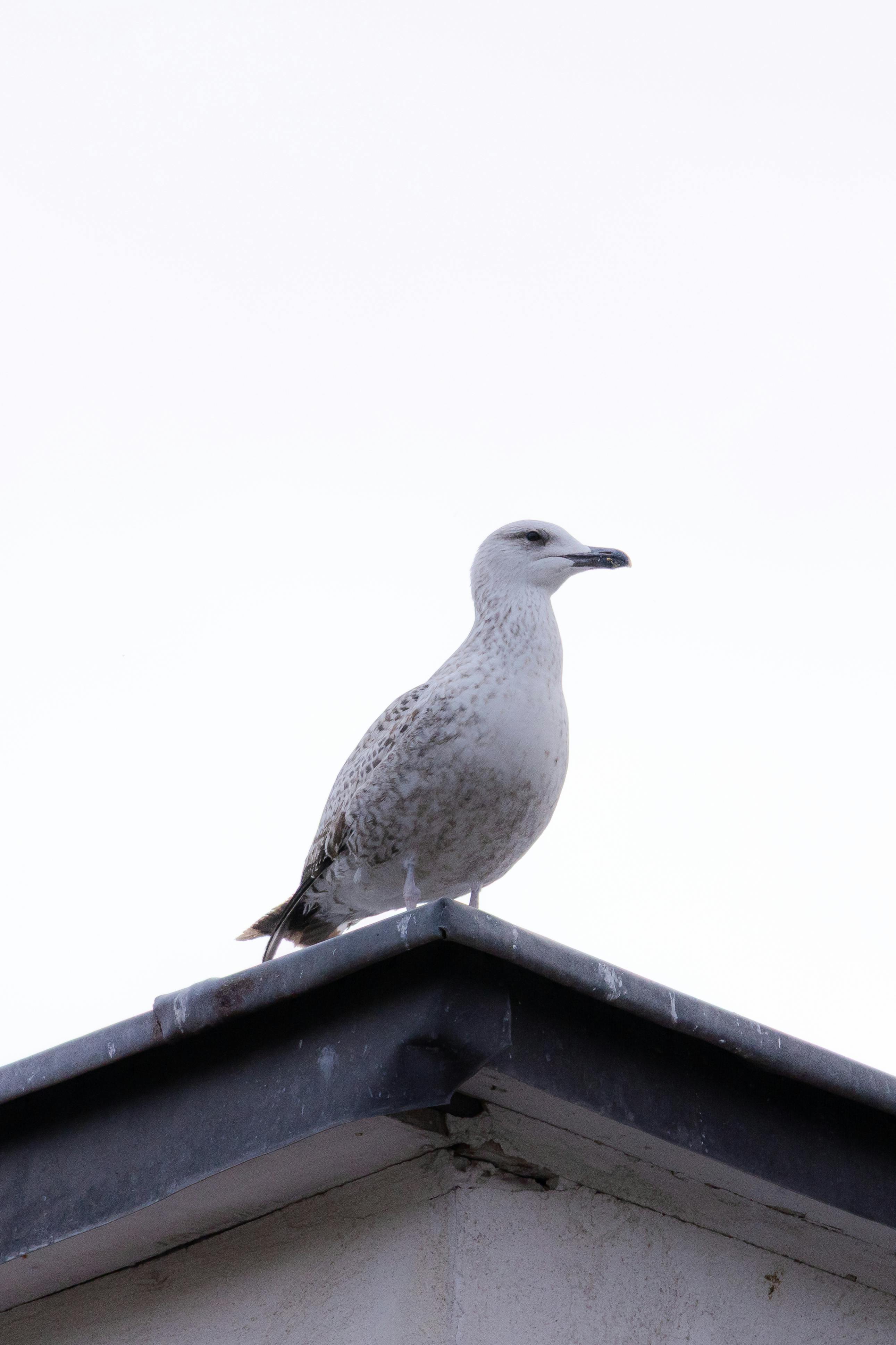 Gratis Un gabbiano appollaiato sul tetto di un edificio contro un cielo limpido a Istanbul, in Turchia. Foto a disposizione