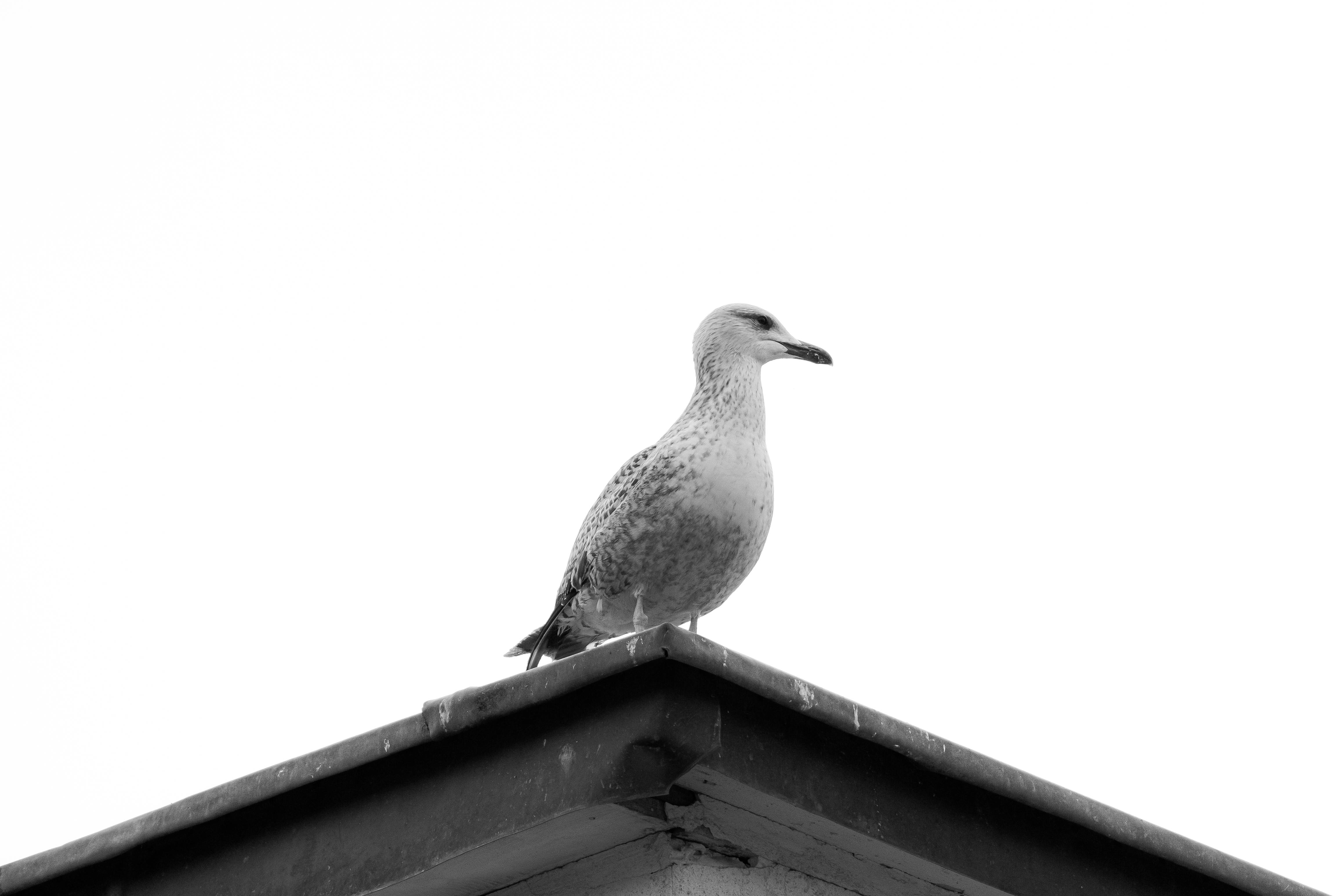 Δωρεάν Ένας γλάρος σκαρφαλωμένος στην κορυφή μιας στέγης με φόντο έναν άδειο ουρανό, απαθανατισμένος στην Κωνσταντινούπολη της Τουρκίας. Φωτογραφία από στοκ φωτογραφιών