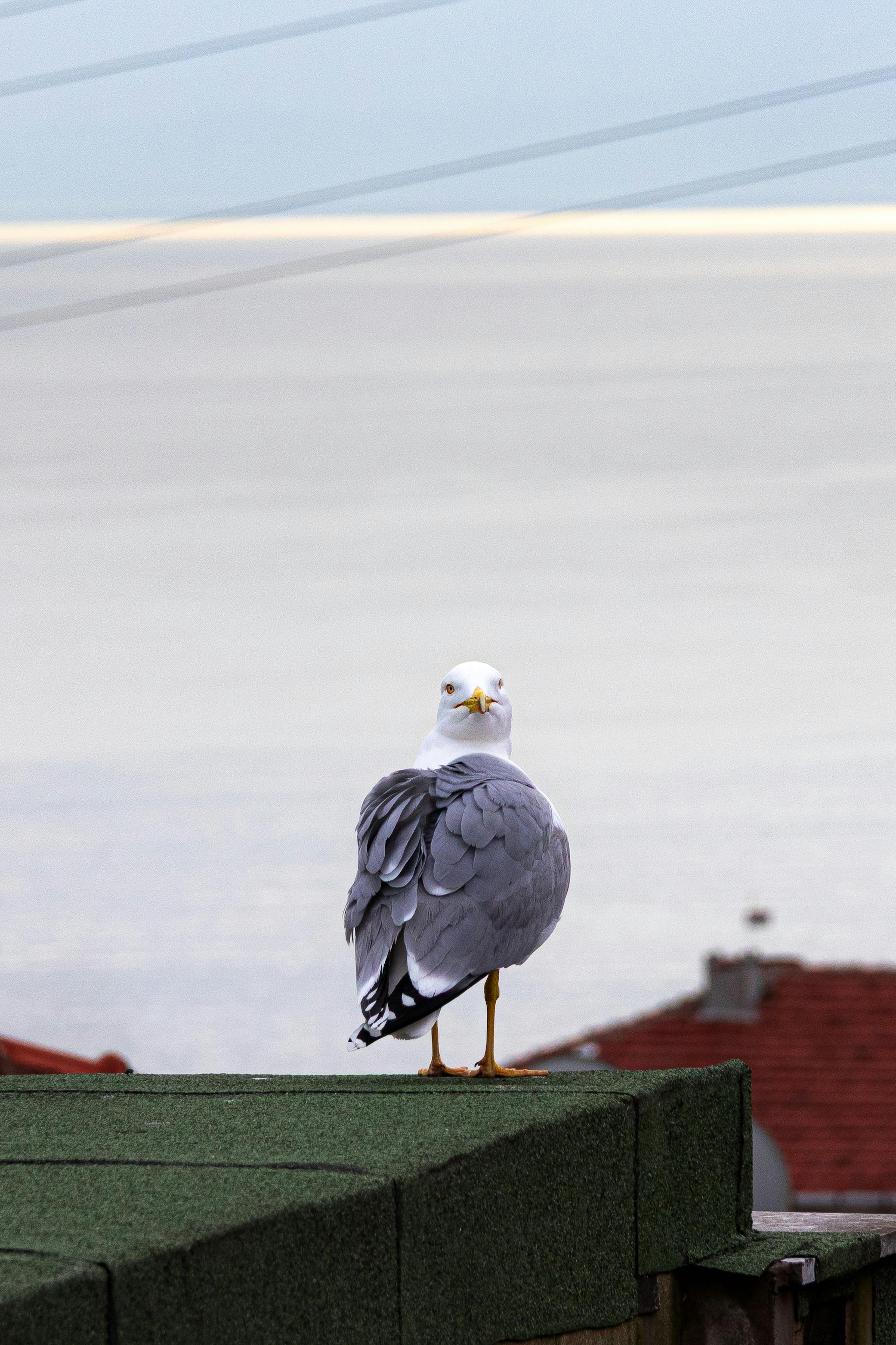 Gratis lagerfoto af arkitektur, Asien, blå himmel Lagerfoto