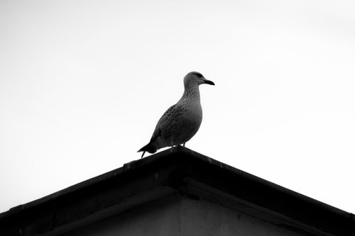 Free Black and white silhouette of a seagull perched on a rooftop in Istanbul, Türkiye, under a clear sky. Stock Photo