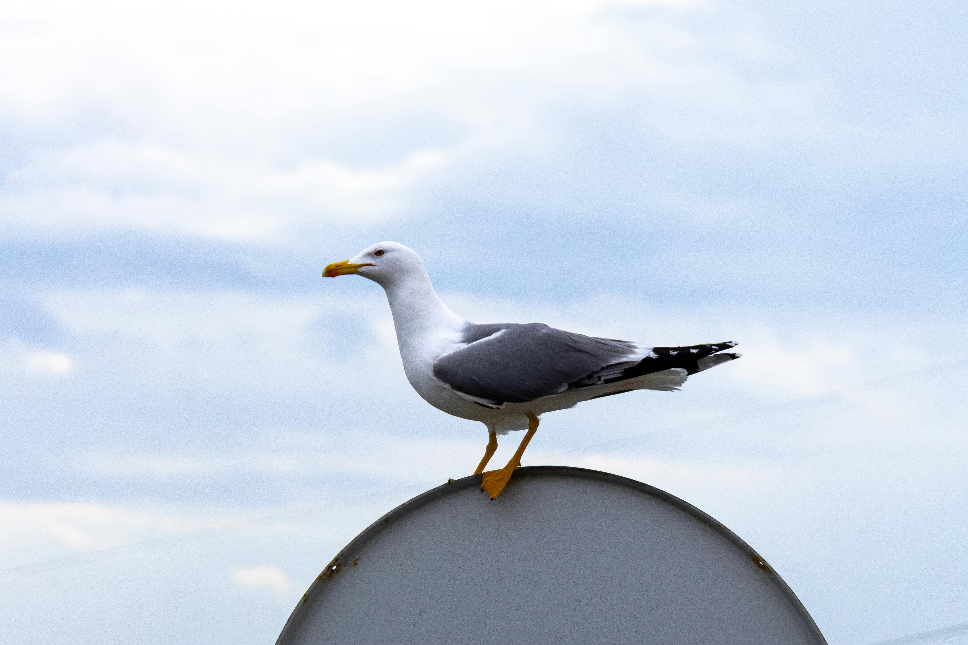 Kostenlos Eine Möwe steht auf einem Dach vor einem bewölkten Himmel in Istanbul, Türkei. Stock-Foto