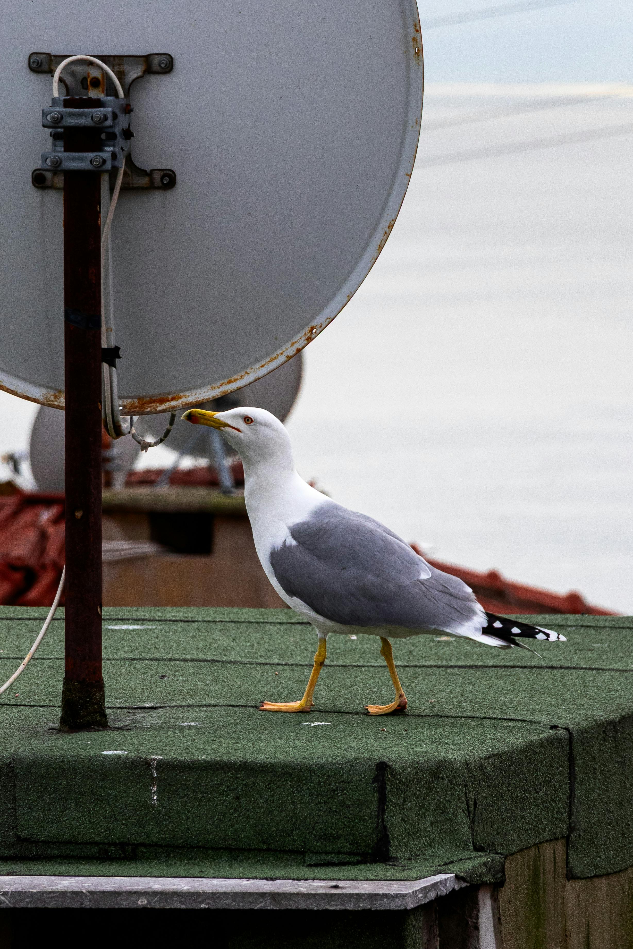 Gratis Immagine gratuita di @all'aperto, animali, antenna parabolica Foto a disposizione