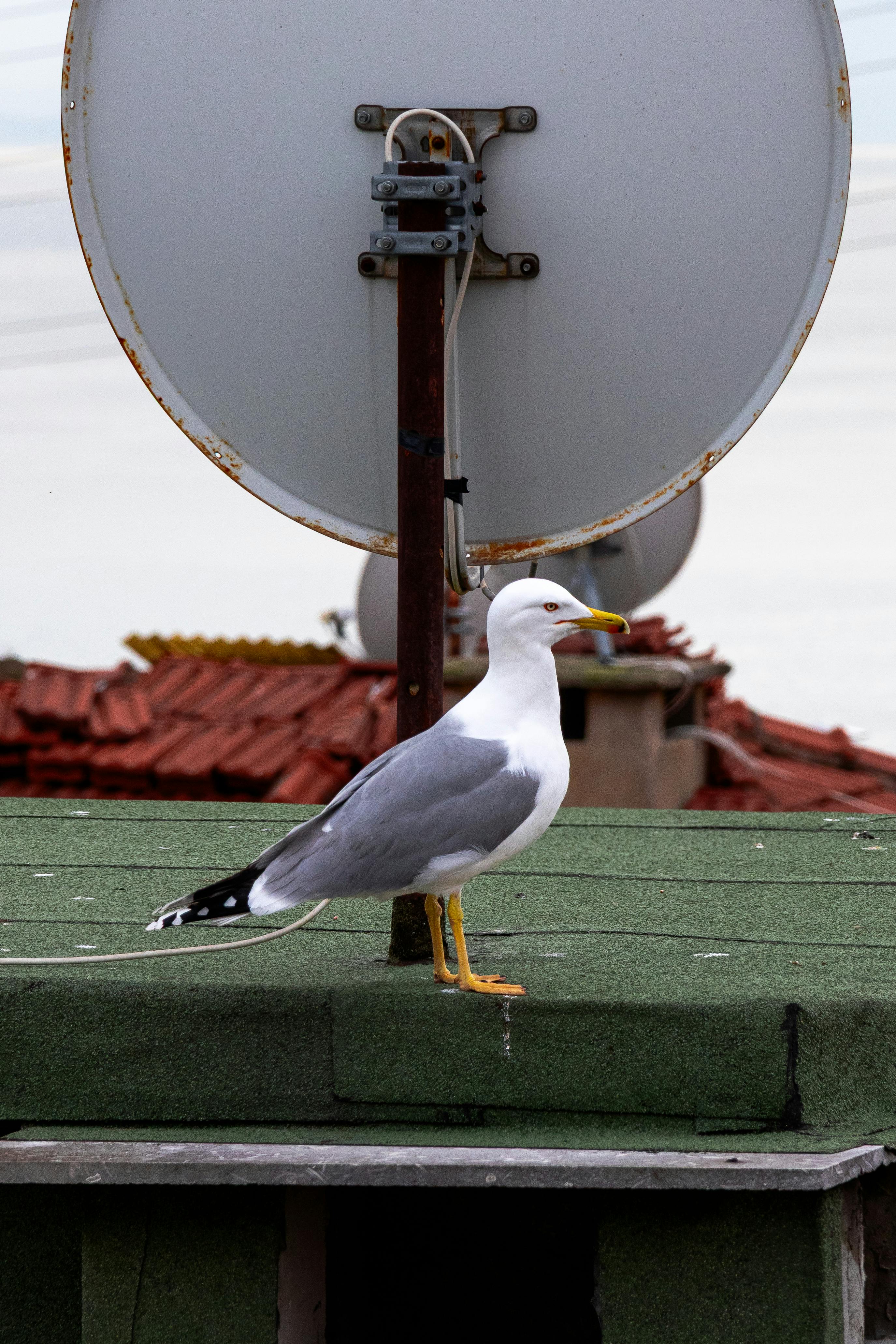 Ücretsiz açık hava, Avrupa, avrupa ringa martı içeren Ücretsiz stok fotoğraf Stok Fotoğraflar