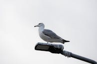Seagull Perched on Streetlight in Istanbul