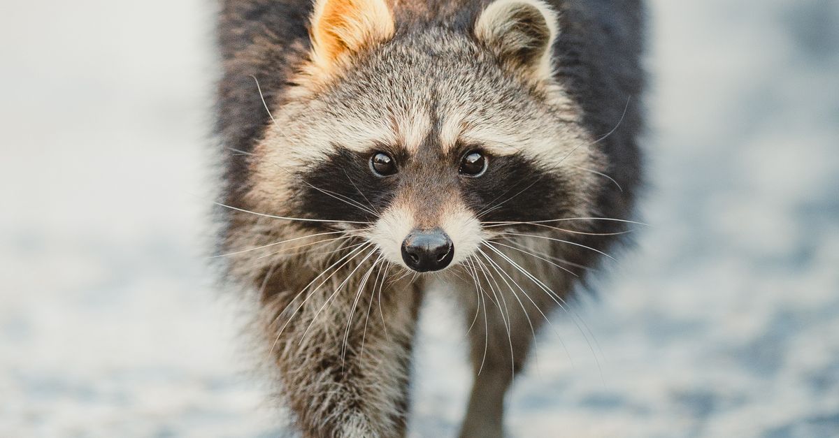 Ice Racoon Curious Raccoon Walking on Ice in Winter · Free Stock Photo