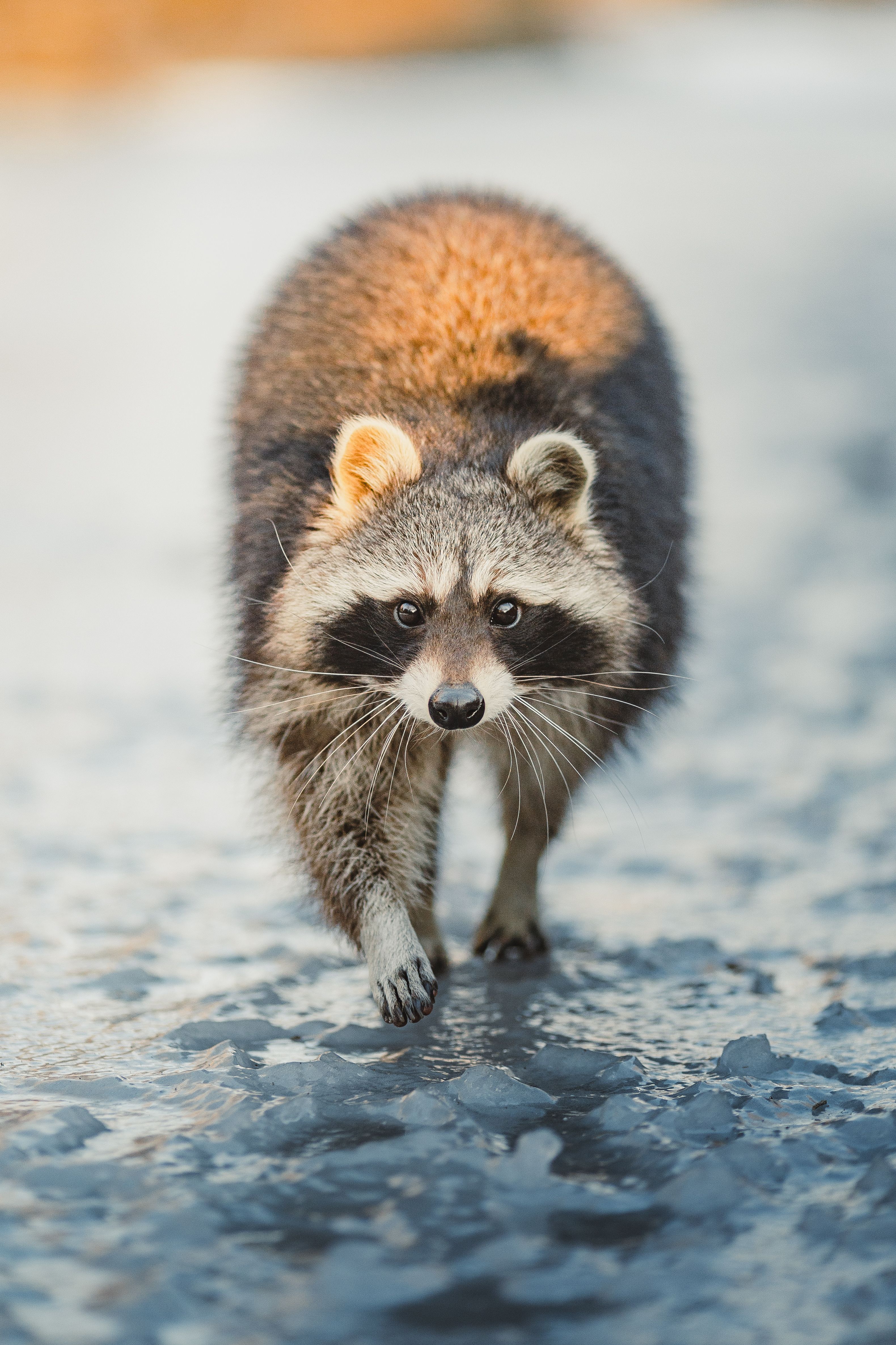 Curious Raccoon Walking on Ice in Winter · Free Stock Photo