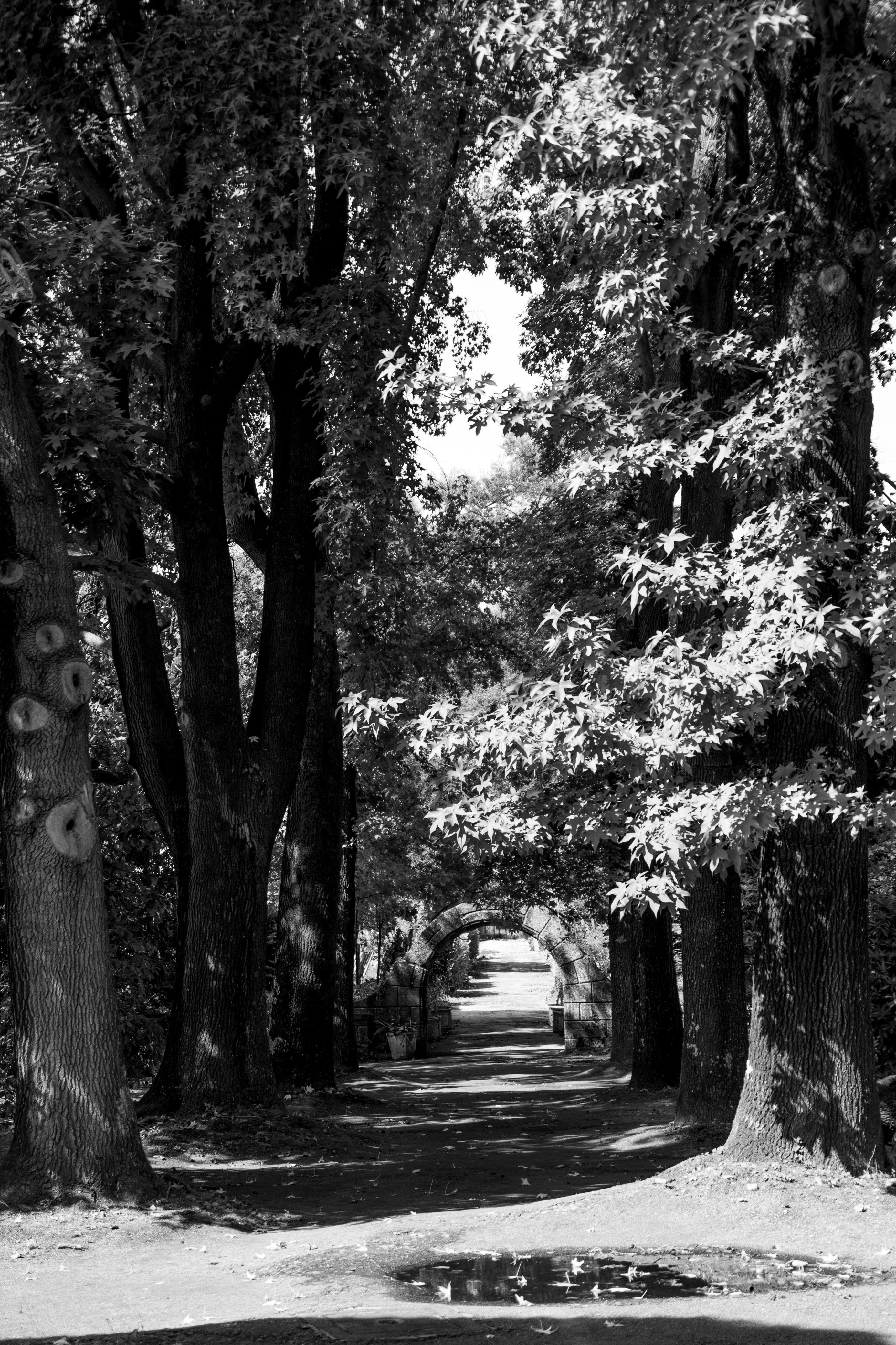 Gratis Foto in bianco e nero di un sentiero alberato a Vila Nova de Famalicão, Portogallo. Foto a disposizione