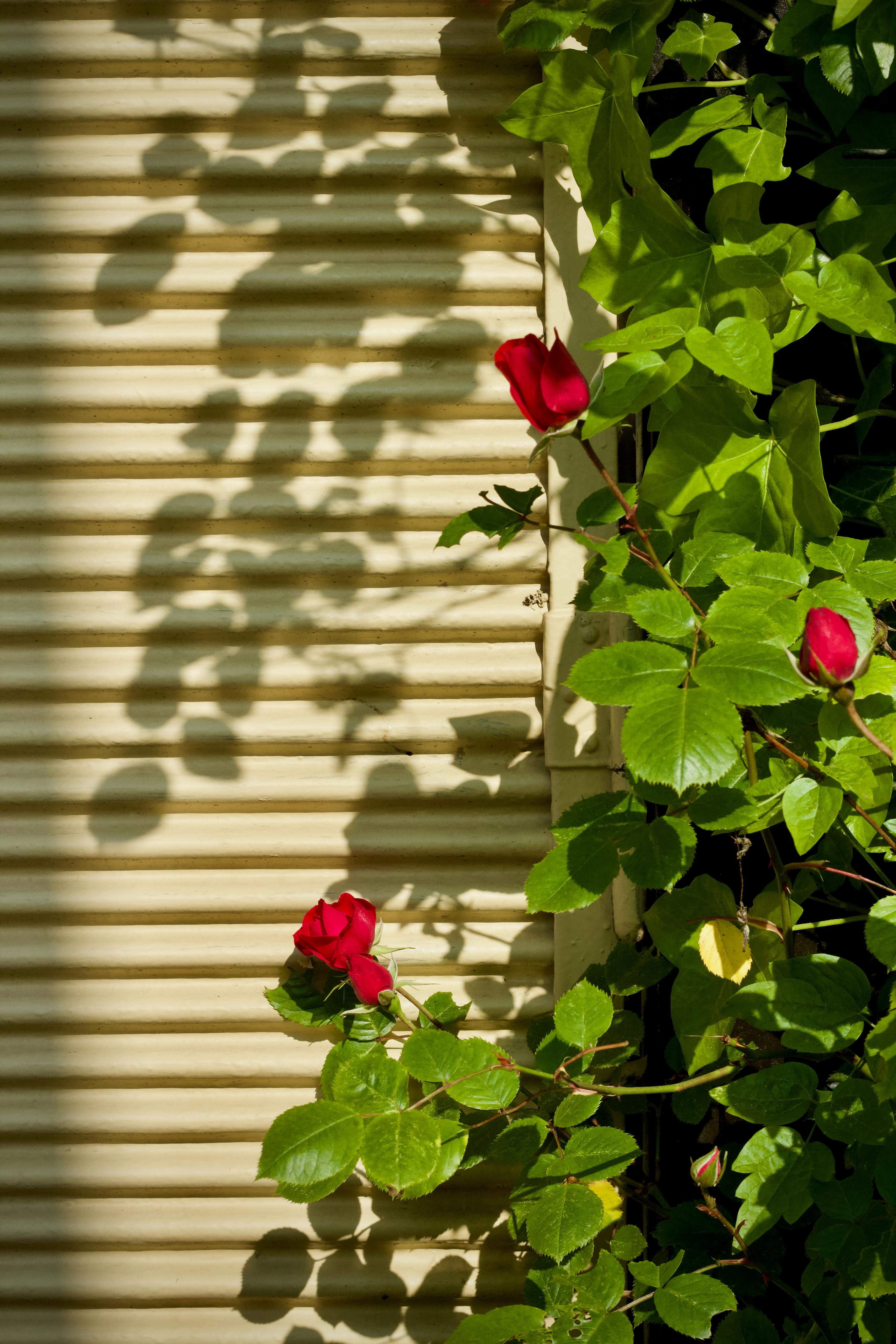 Gratis Røde roser klatrer mot en solbelyst vegg og kaster kunstneriske skygger i frodige, grønne omgivelser. Arkivbilde