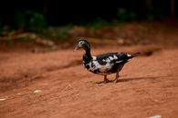 A Muscovy duck with black and white markings walks on a red earth path outdoors.