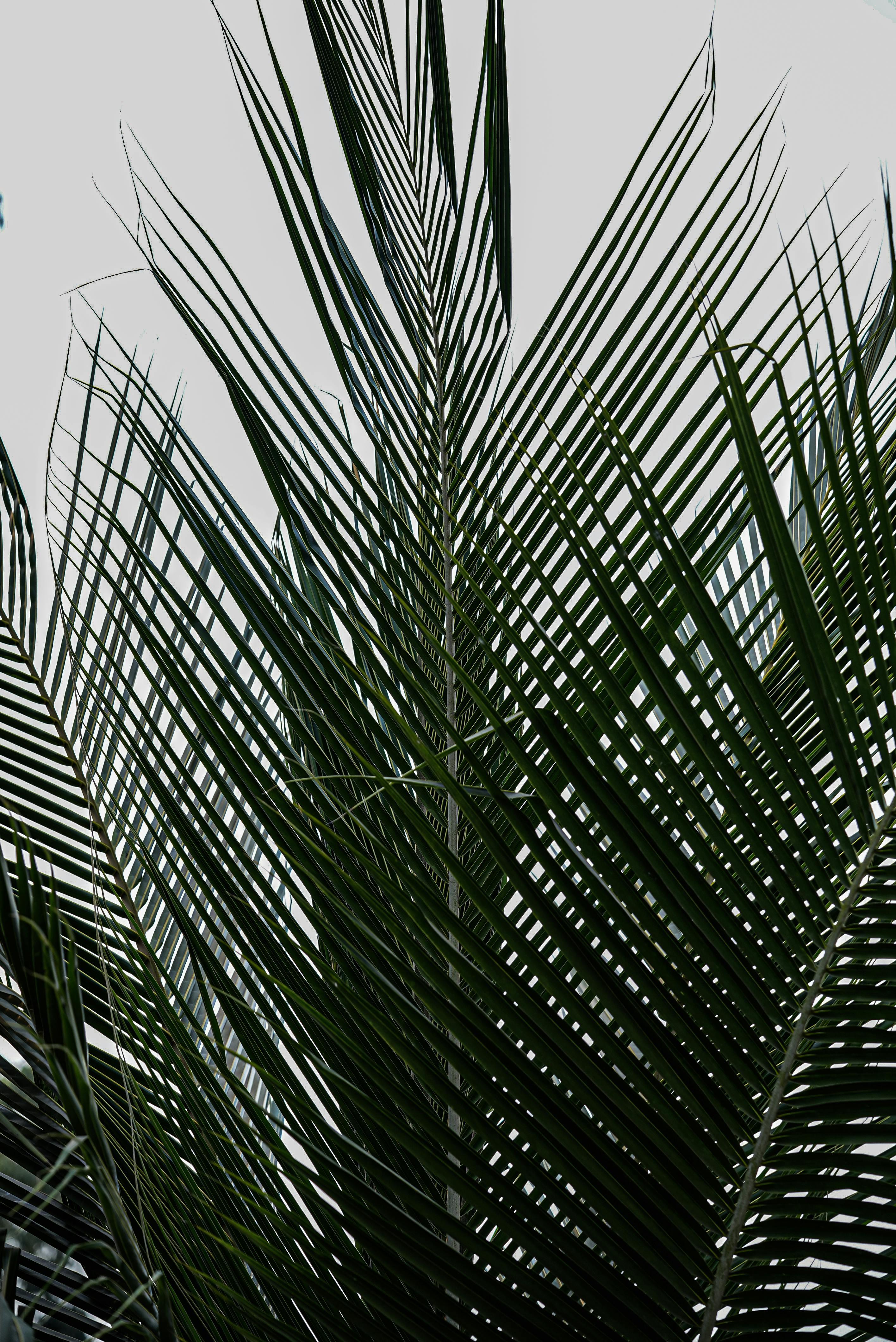 Δωρεάν Λεπτομερές κοντινό πλάνο τροπικών φύλλων φοίνικα σε έναν καθαρό ουρανό. Φωτογραφία από στοκ φωτογραφιών