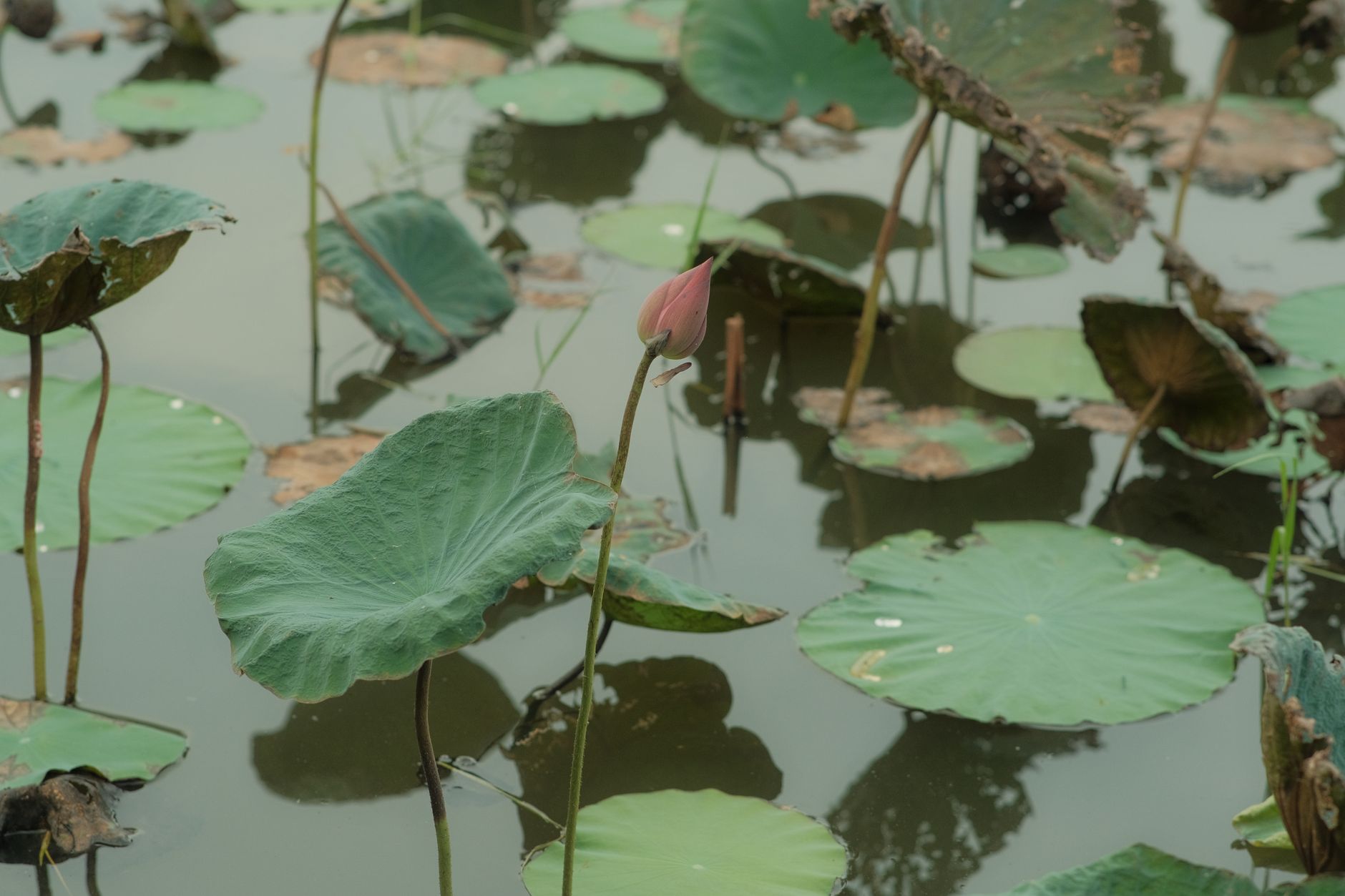 Tranquil lotus pond in Vietnam featuring a budding lotus against lush green leaves.