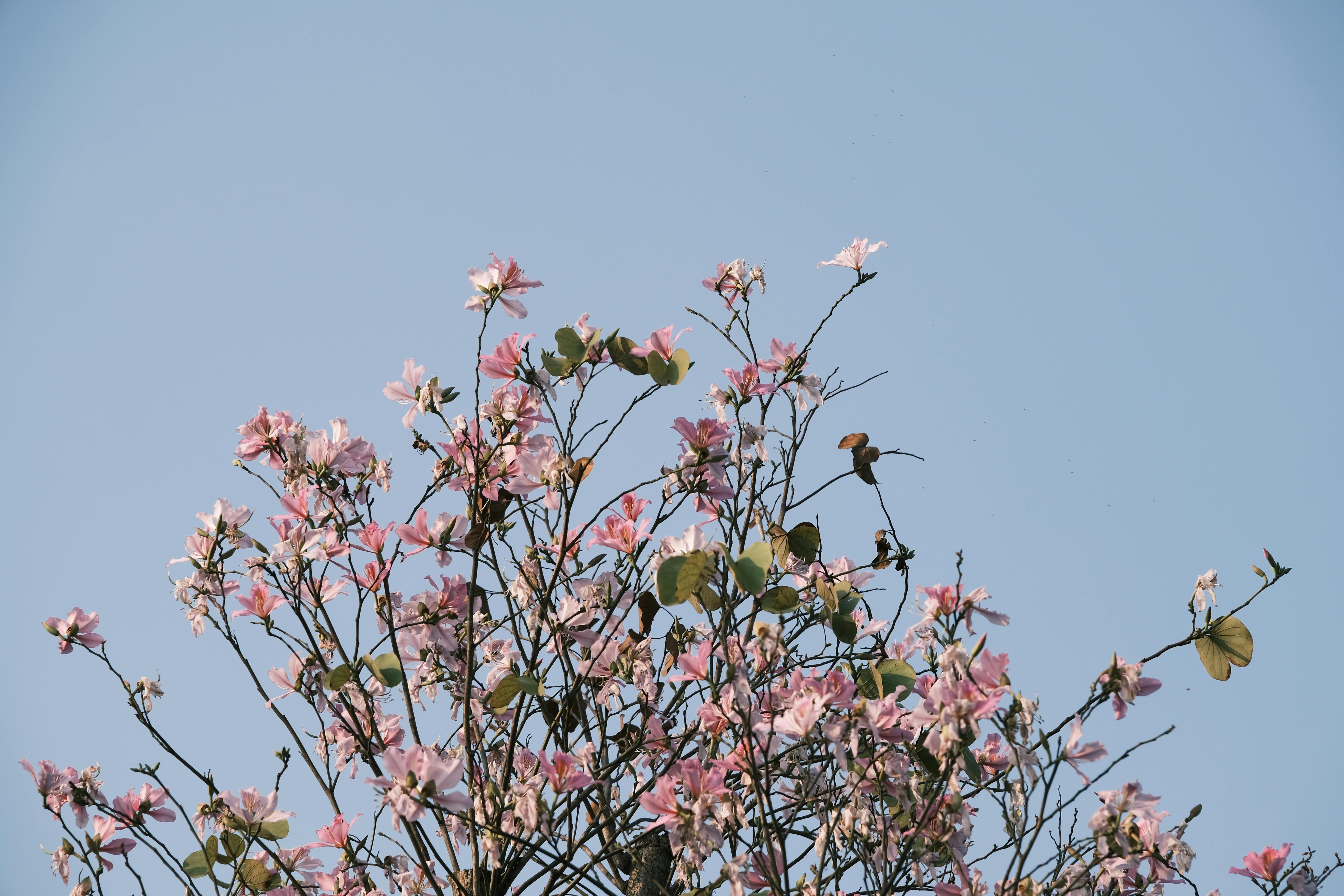 Ücretsiz Vietnam'da berrak mavi gökyüzünün altında pembe çiçeklerin ve bir kuşun muhteşem manzarası. Stok Fotoğraflar