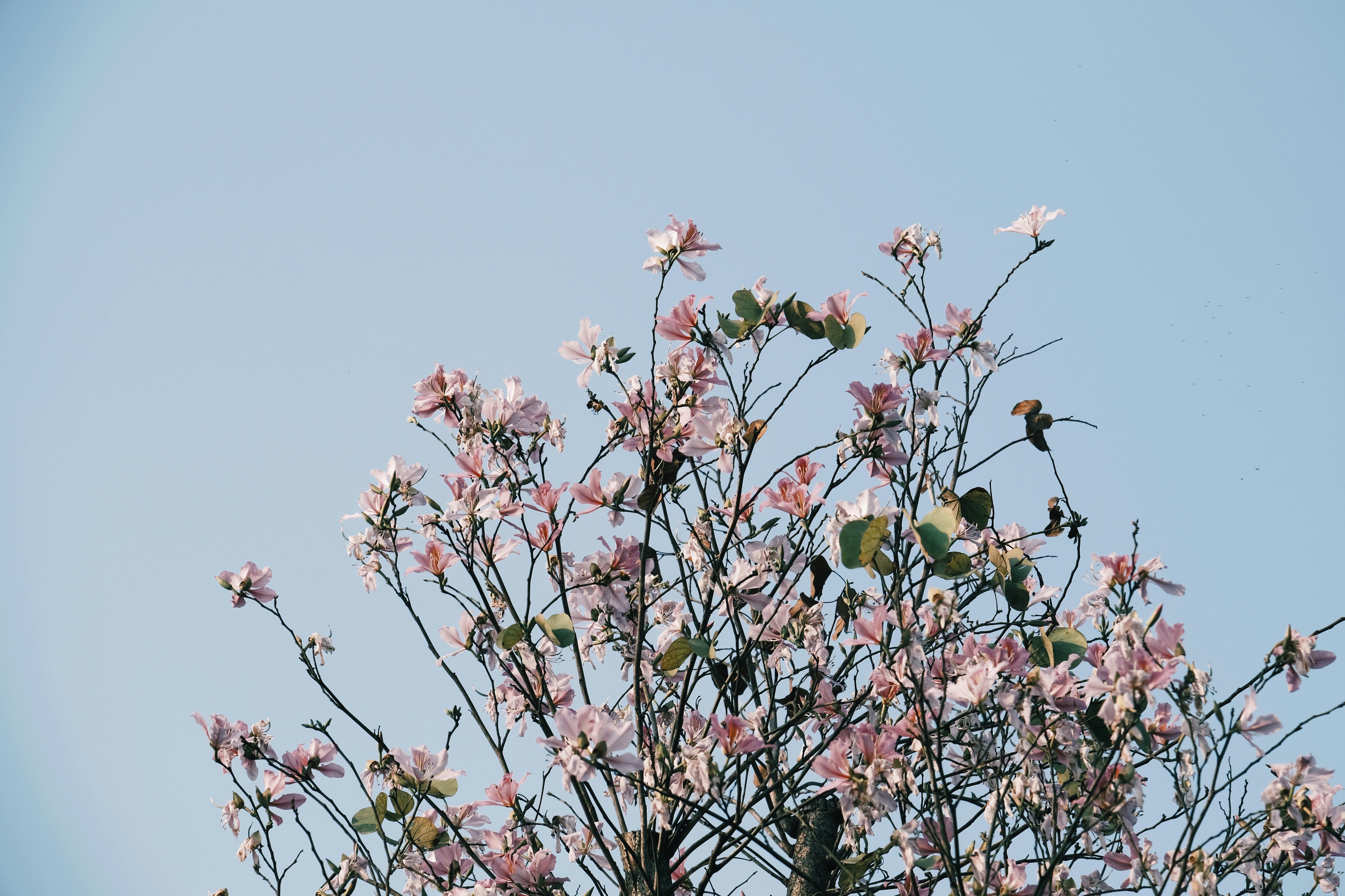 Magnolia’s AAA Hobbies To Close 2026 (Second Half). Iconic Hobby- Craft Emporium — Photo by Đạt Nguyễn on Pexels
