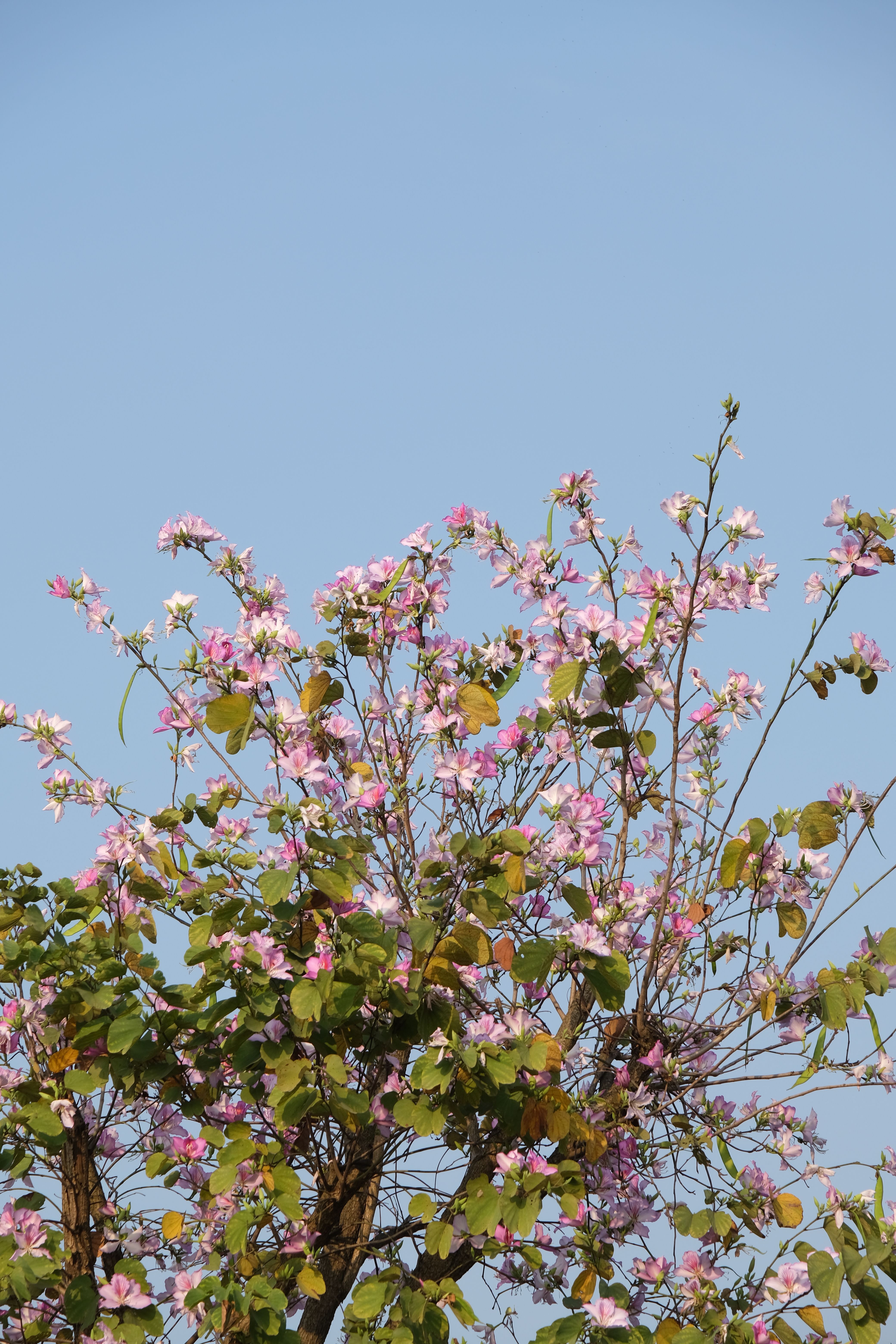 Pink blossoms flourish on a branch against a clear blue sky, capturing the essence of spring.