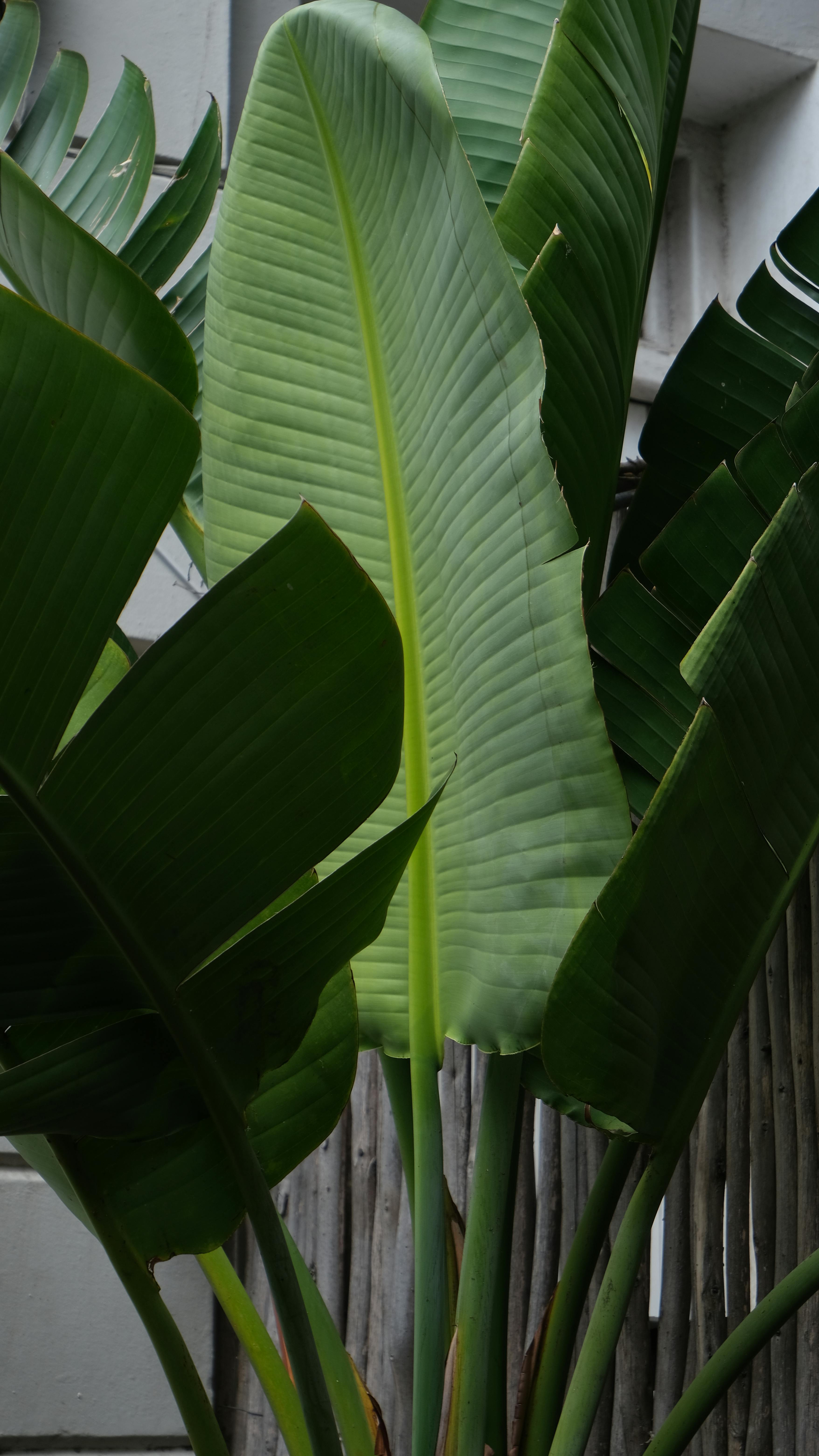 Gratis Immagine gratuita di ambiente, banana, banano Foto a disposizione