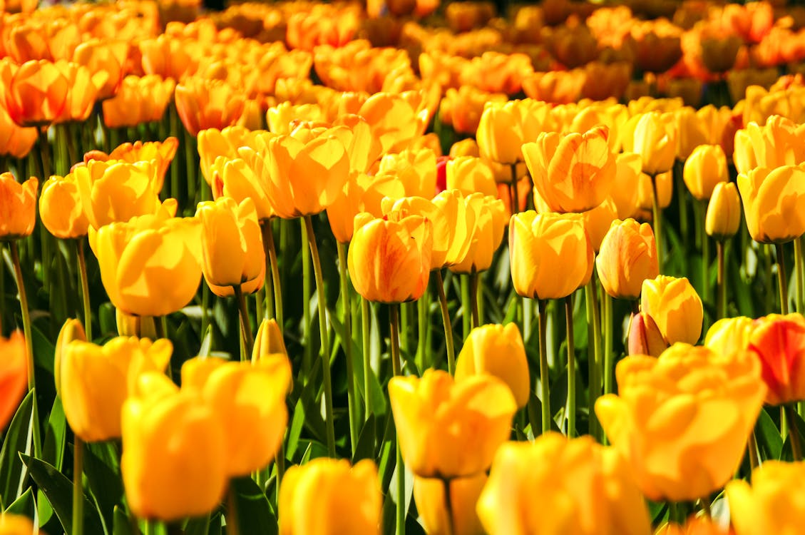 Gratuit Imagine de stoc gratuită din centrale, flori, fundal galben Fotografie de stoc