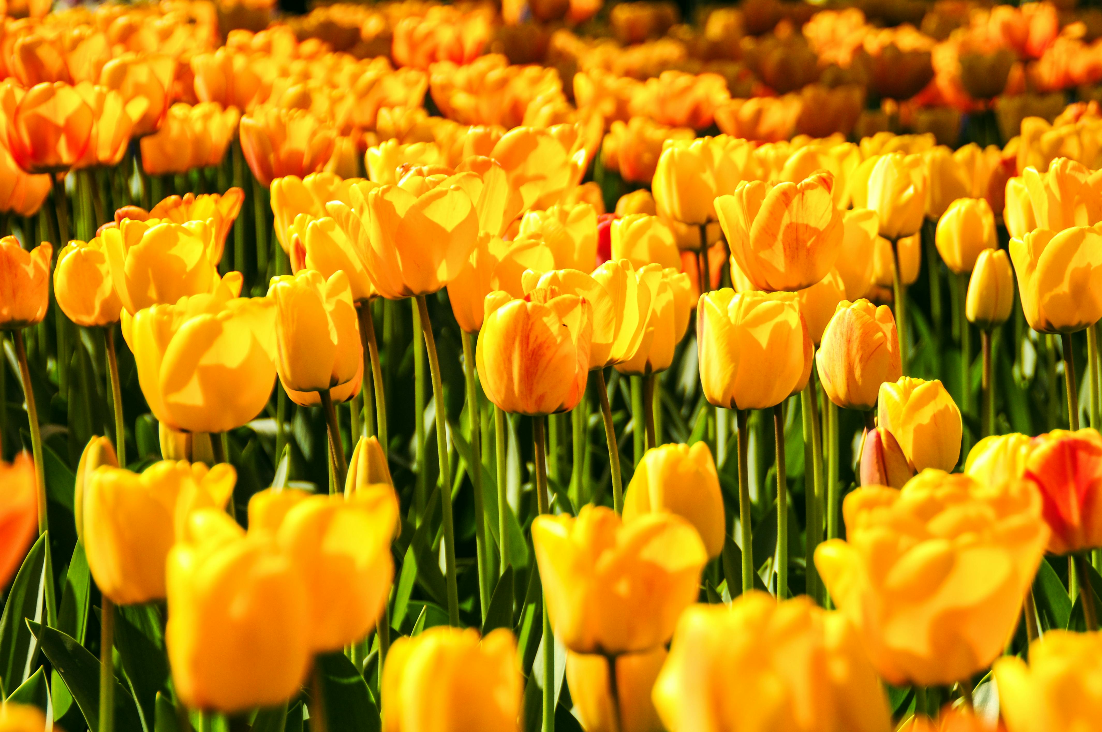 Foto de stock gratuita sobre amarillo, flores, Holanda