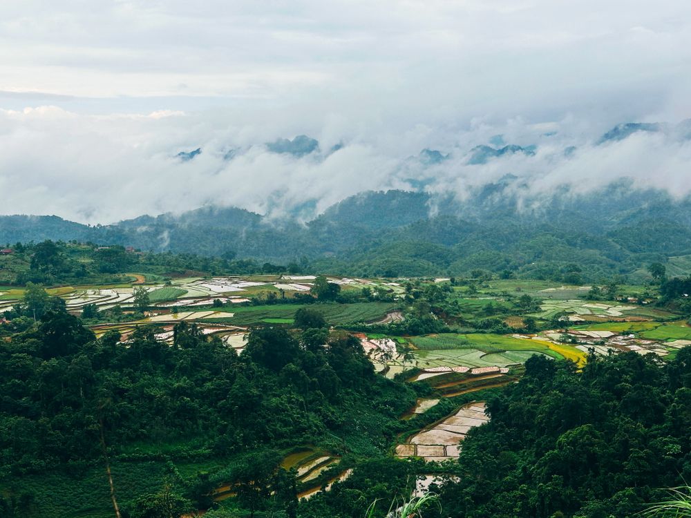 Scenic Terraced Rice Fields in Lush Vietnamese Landscape · Free Stock Photo