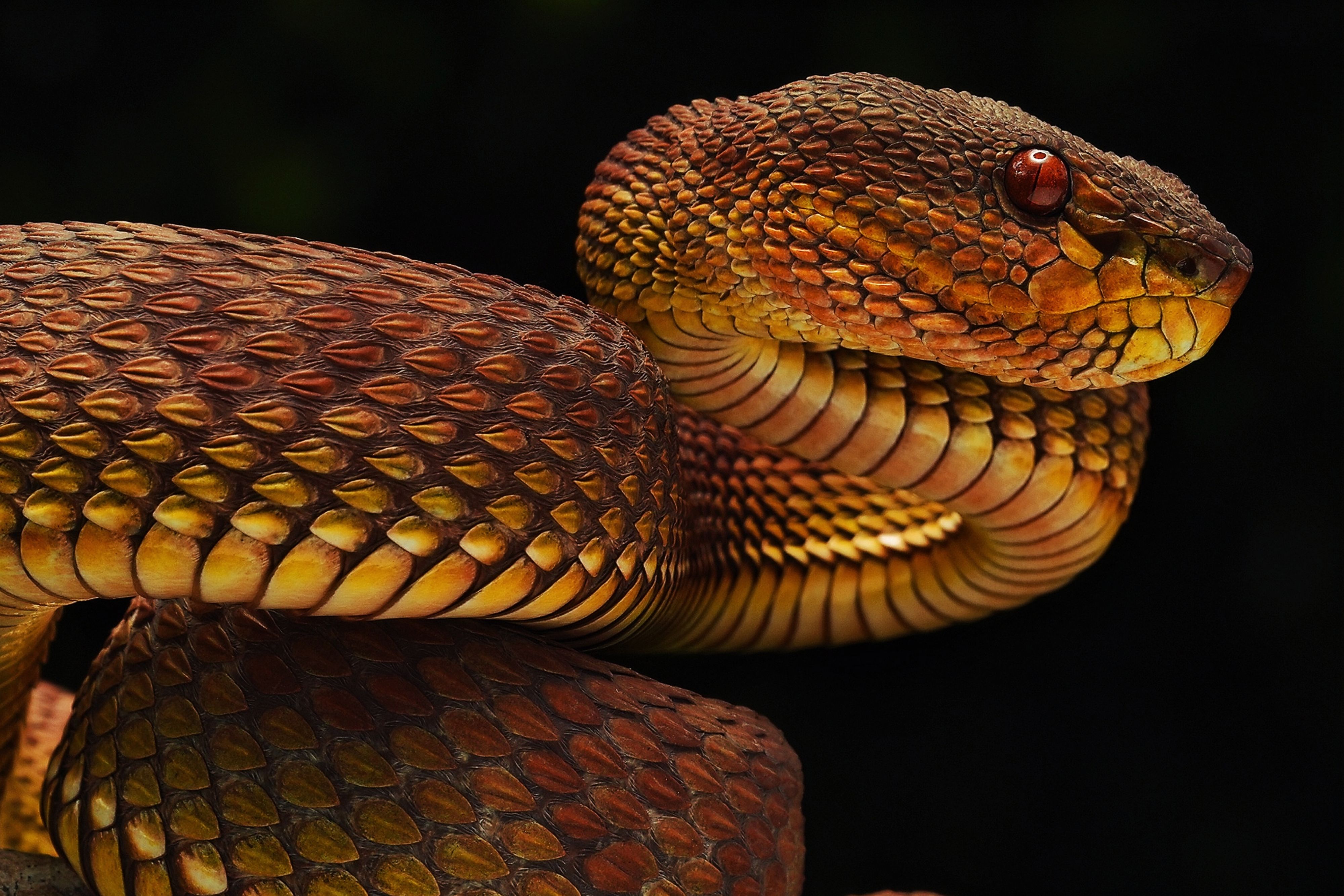 Close-up image showcasing a vibrant, coiled snake with detailed scales and rich colors against a dark background.
