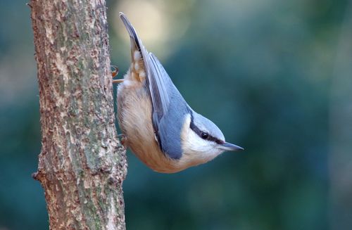 Free Close-up of a Eurasian Nuthatch perched on a tree trunk in a forest setting. Stock Photo
