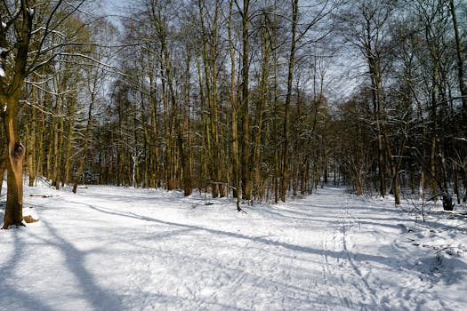 A tranquil winter scene with snow-covered forest paths in Geesthacht, Germany.