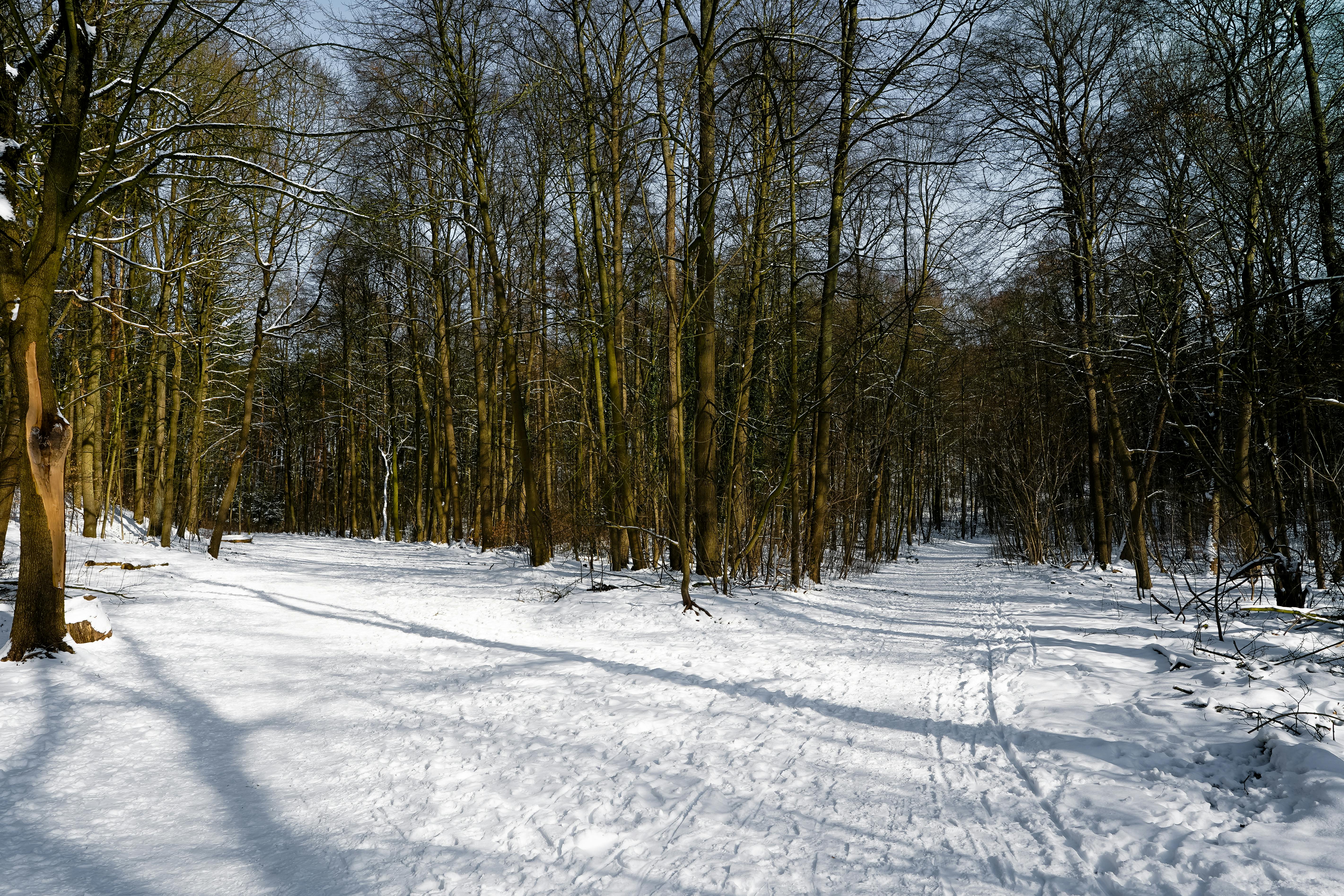 Gratis Pemandangan musim dingin yang tenang dengan jalan setapak di hutan yang tertutup salju di Geesthacht, Jerman. Foto Stok