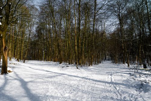 Free A tranquil winter scene with snow-covered forest paths in Geesthacht, Germany. Stock Photo