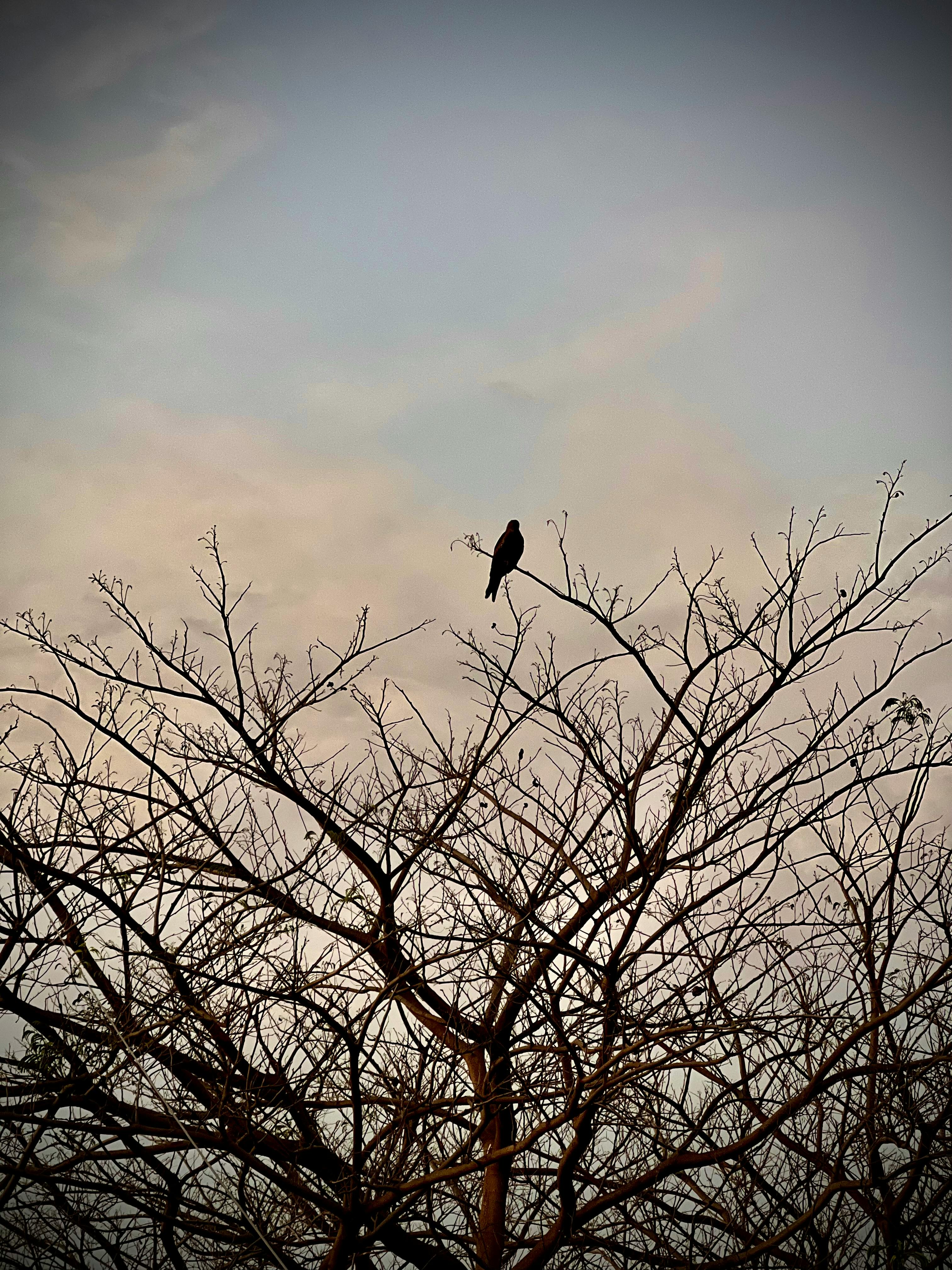 Gratis Seekor burung sendirian bertengger di dahan pohon tanpa daun saat senja di Bengaluru, India. Foto Stok