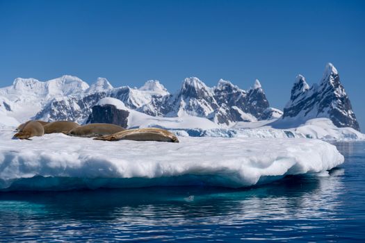 Seals bask on an ice floe against Antarctica's stunning icy landscape.